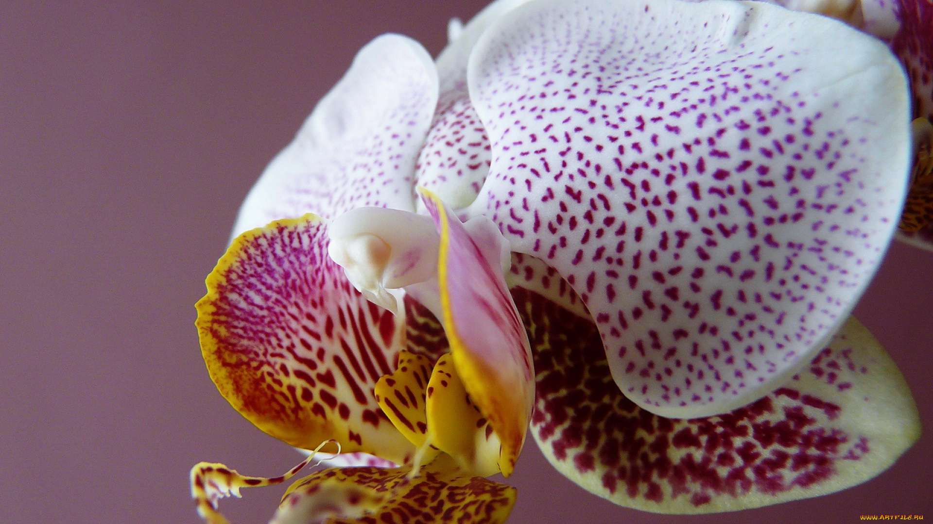 цветы, орхидеи