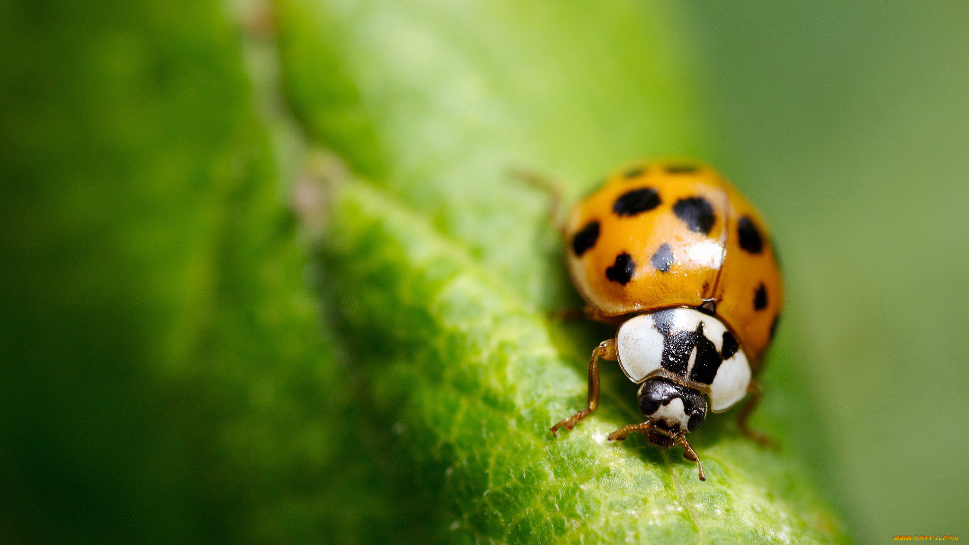 животные, божьи, коровки