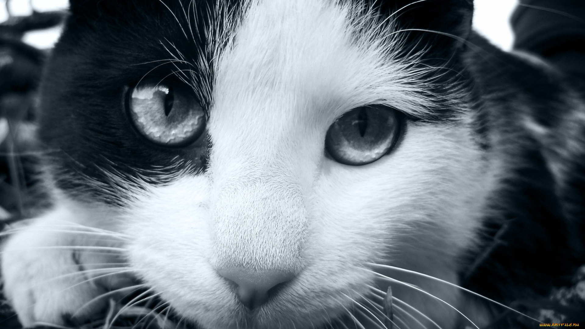 животные, коты