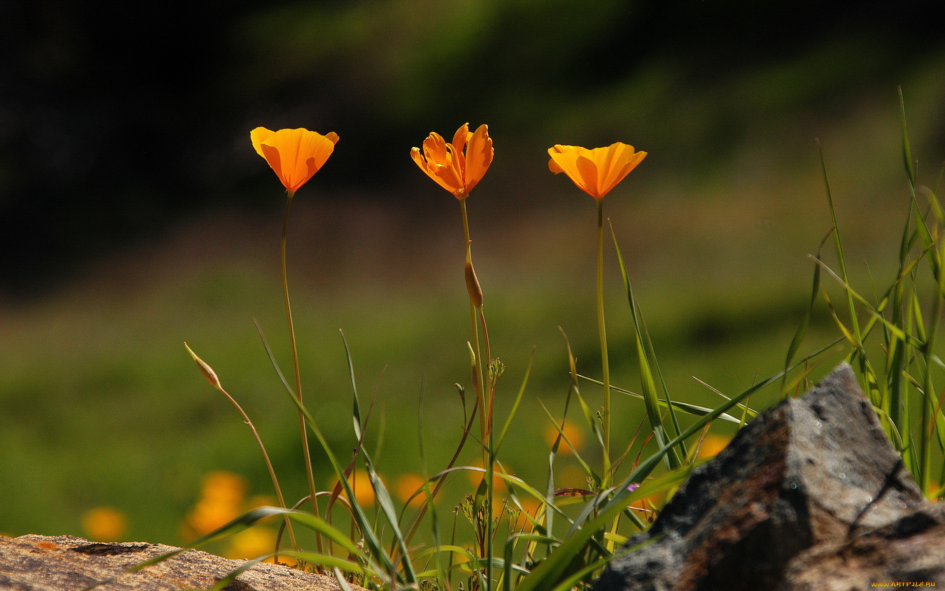 цветы, эшшольция