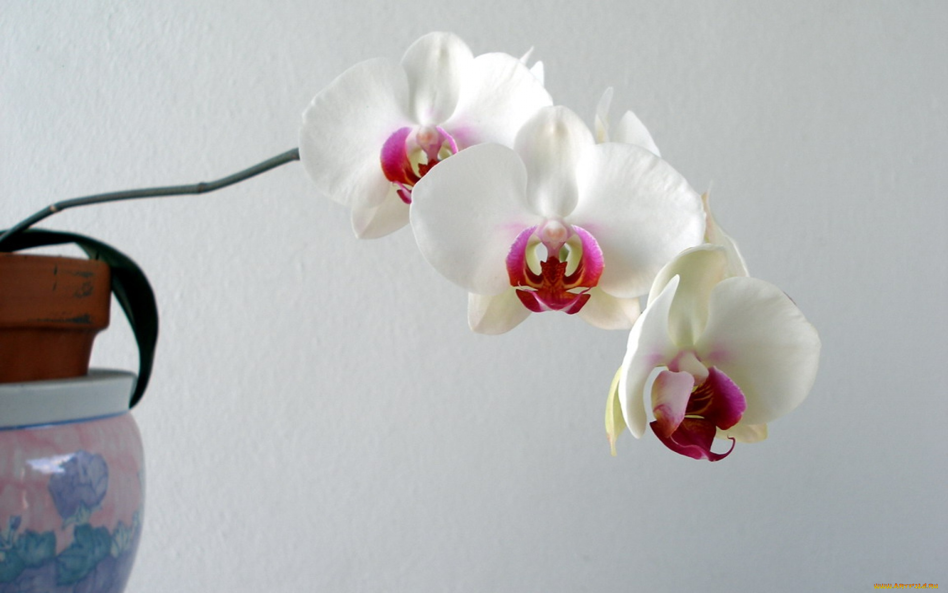 цветы, орхидеи