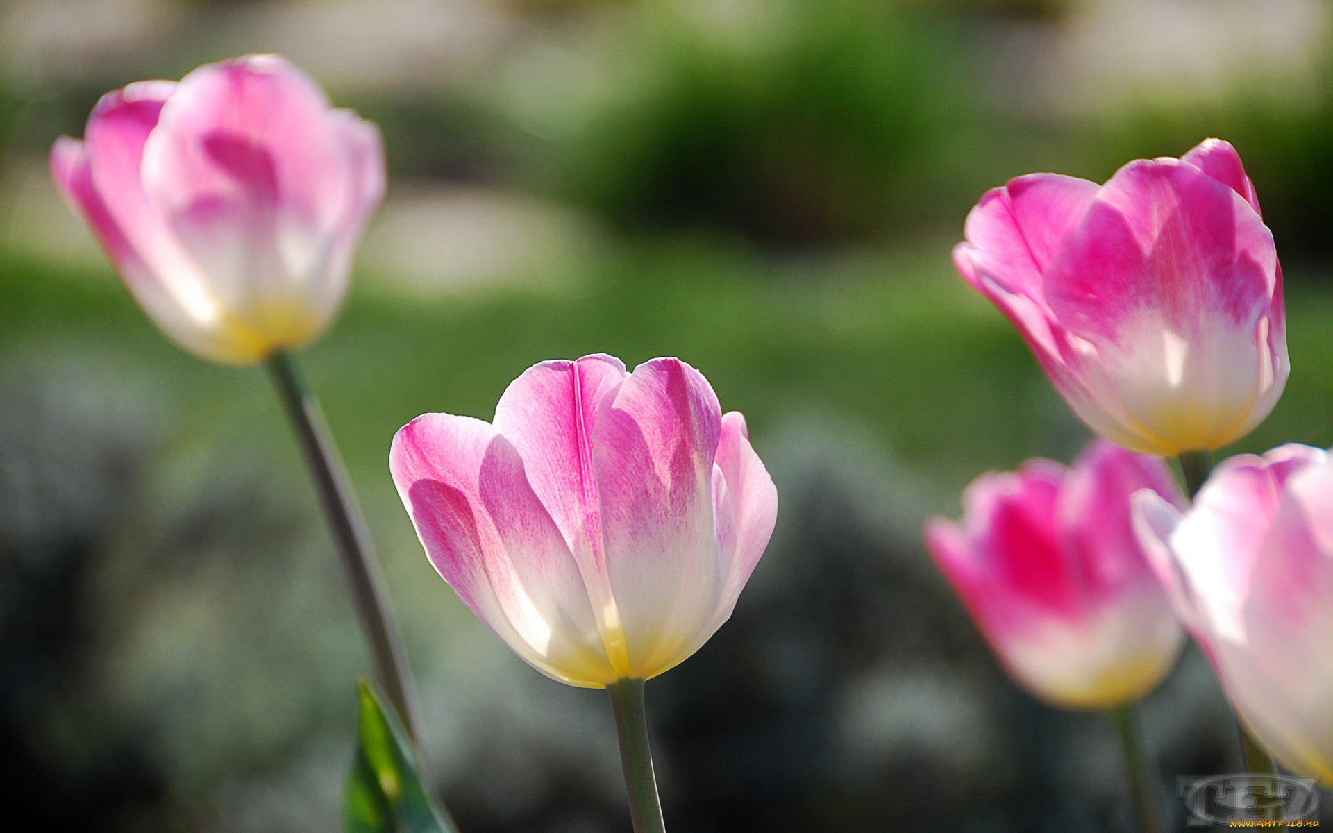 цветы, тюльпаны