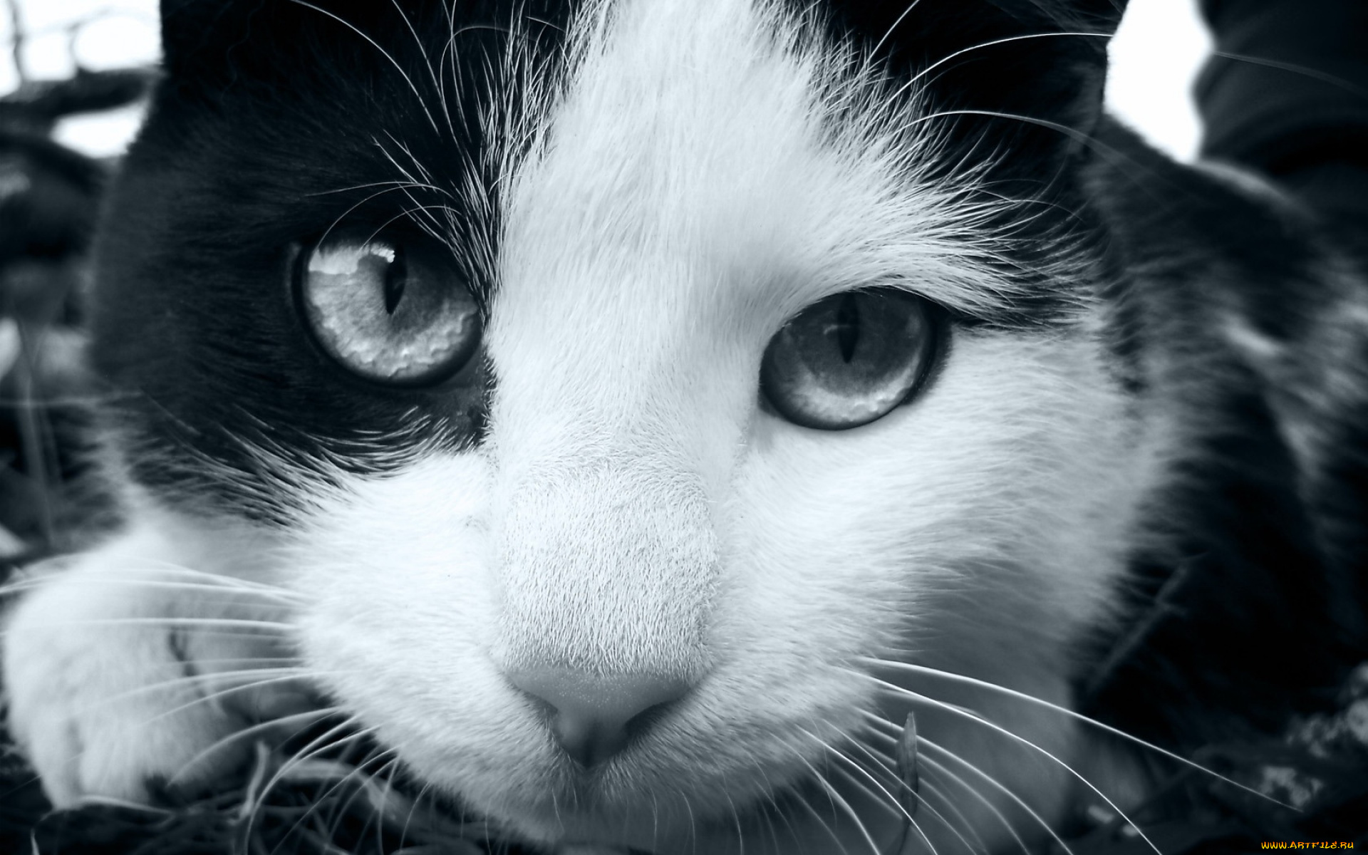 животные, коты