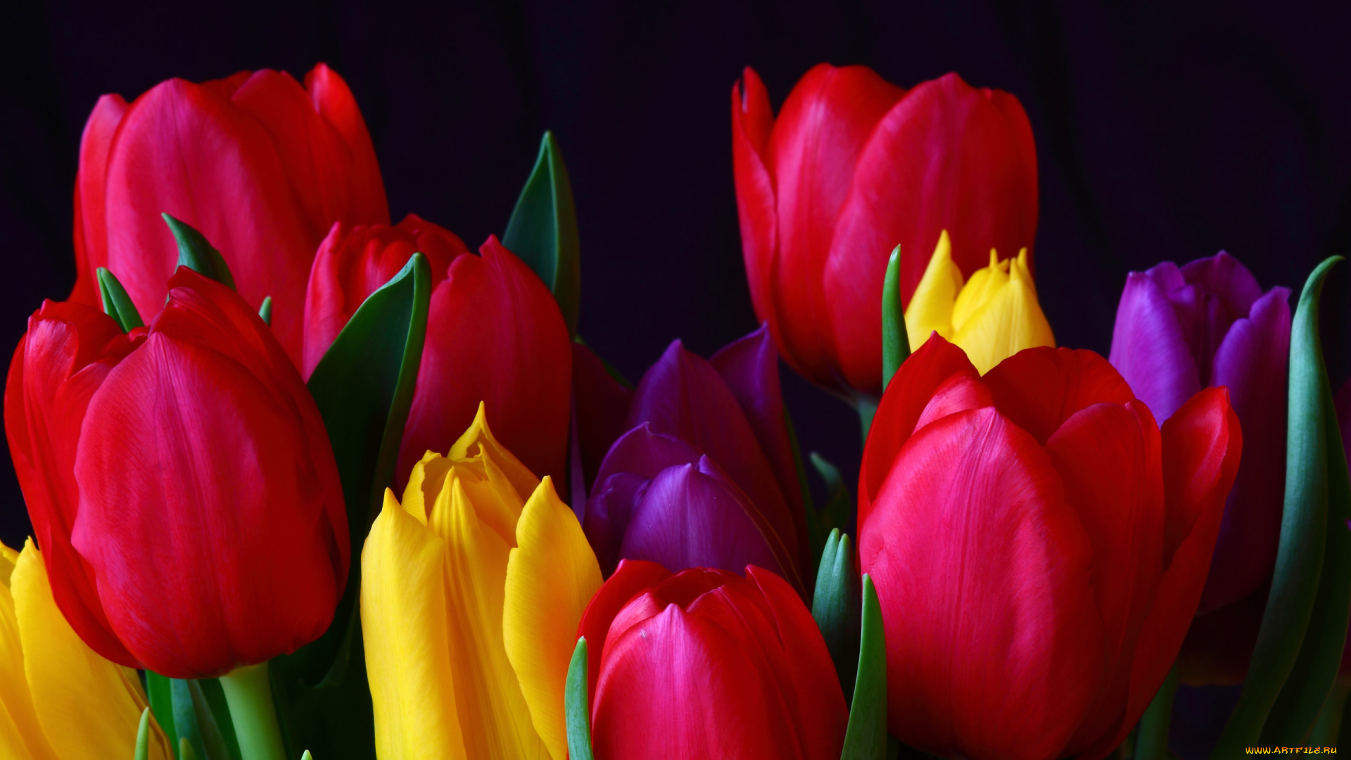цветы, тюльпаны