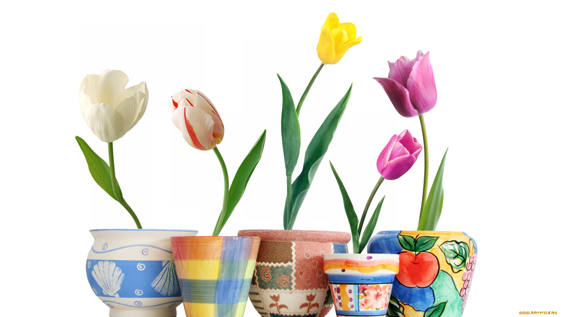 цветы, тюльпаны