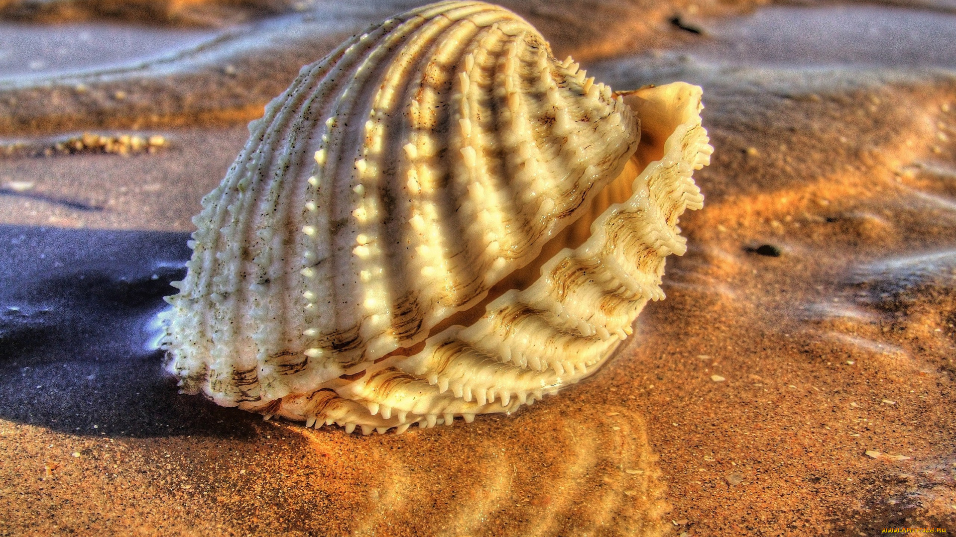 разное, ракушки, кораллы, декоративные, spa, камни