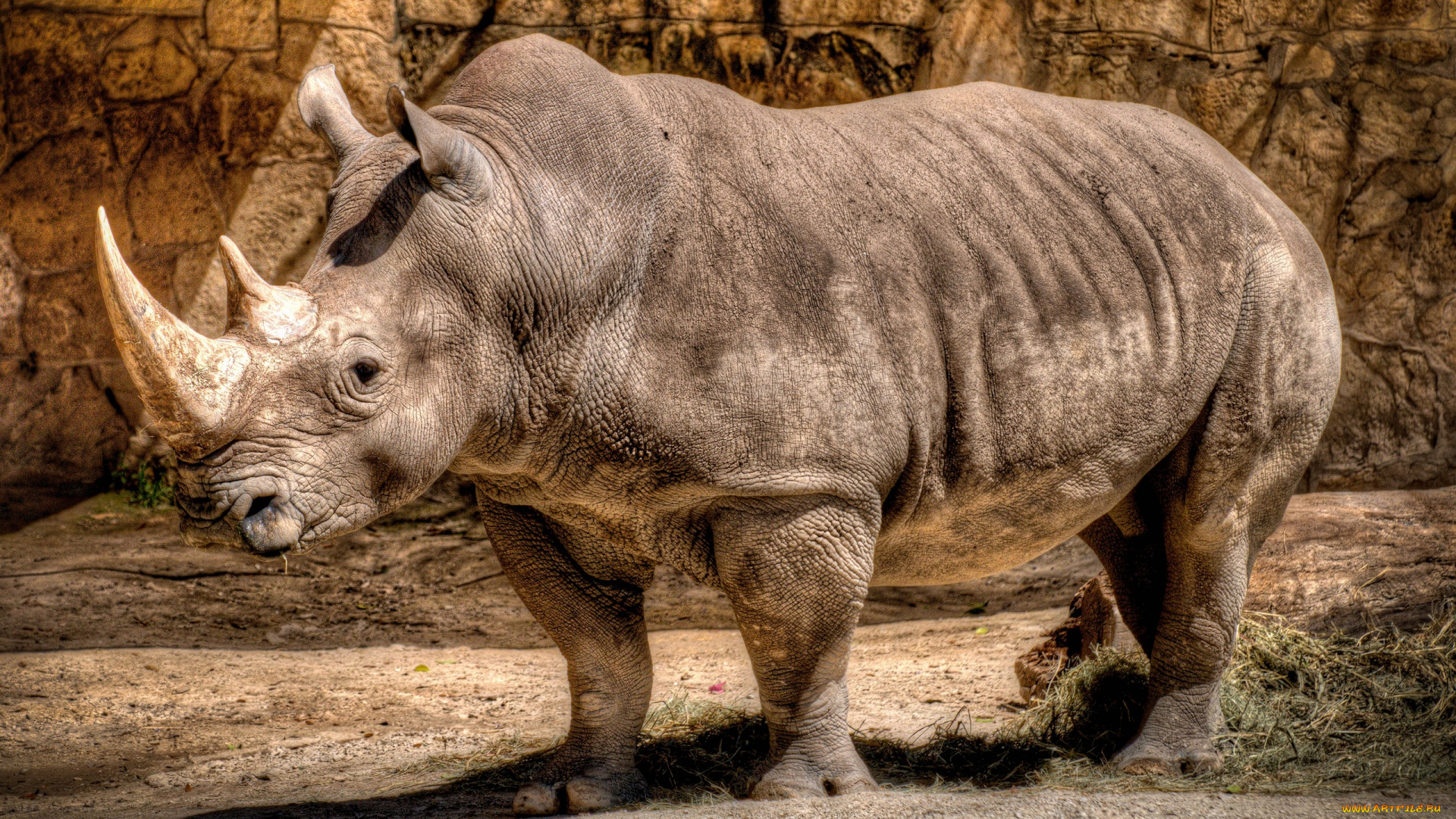 животные, носороги