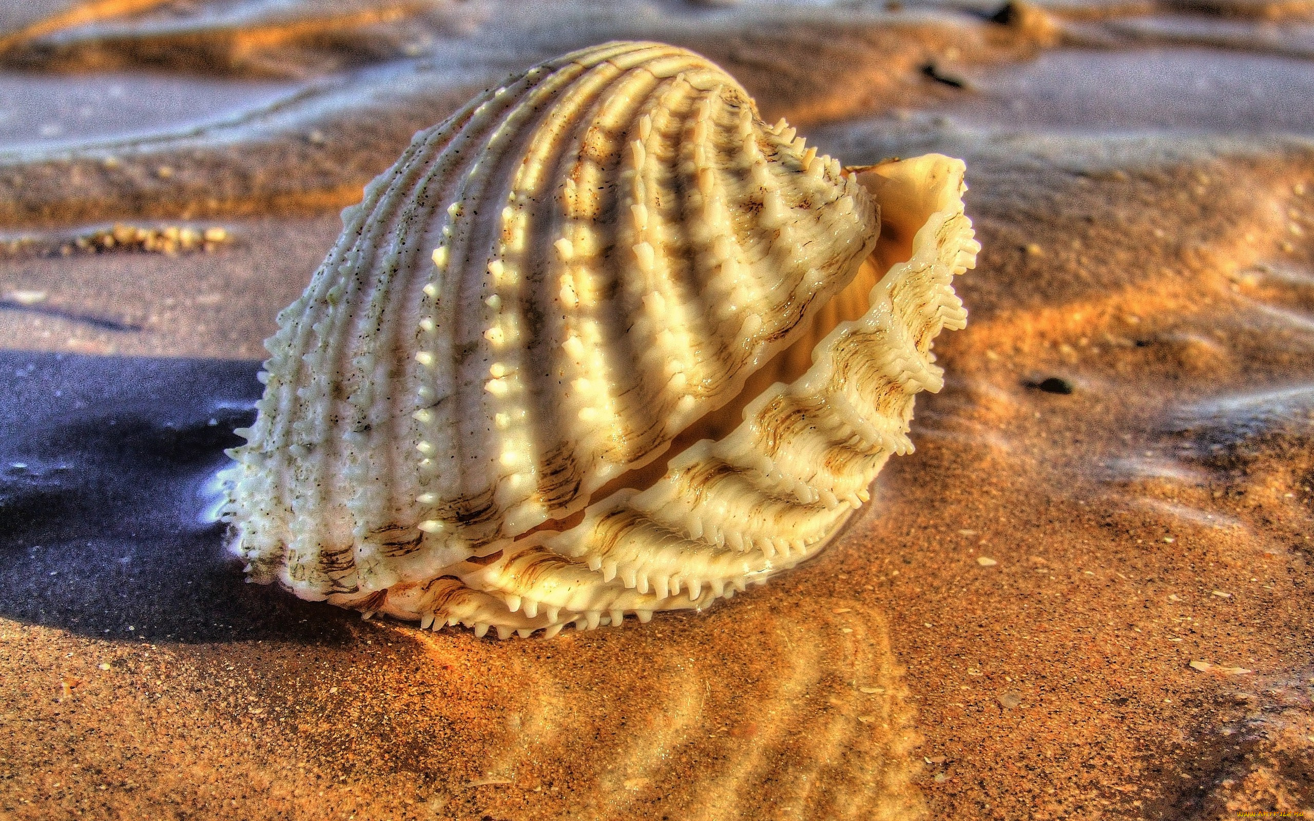 разное, ракушки, кораллы, декоративные, spa, камни