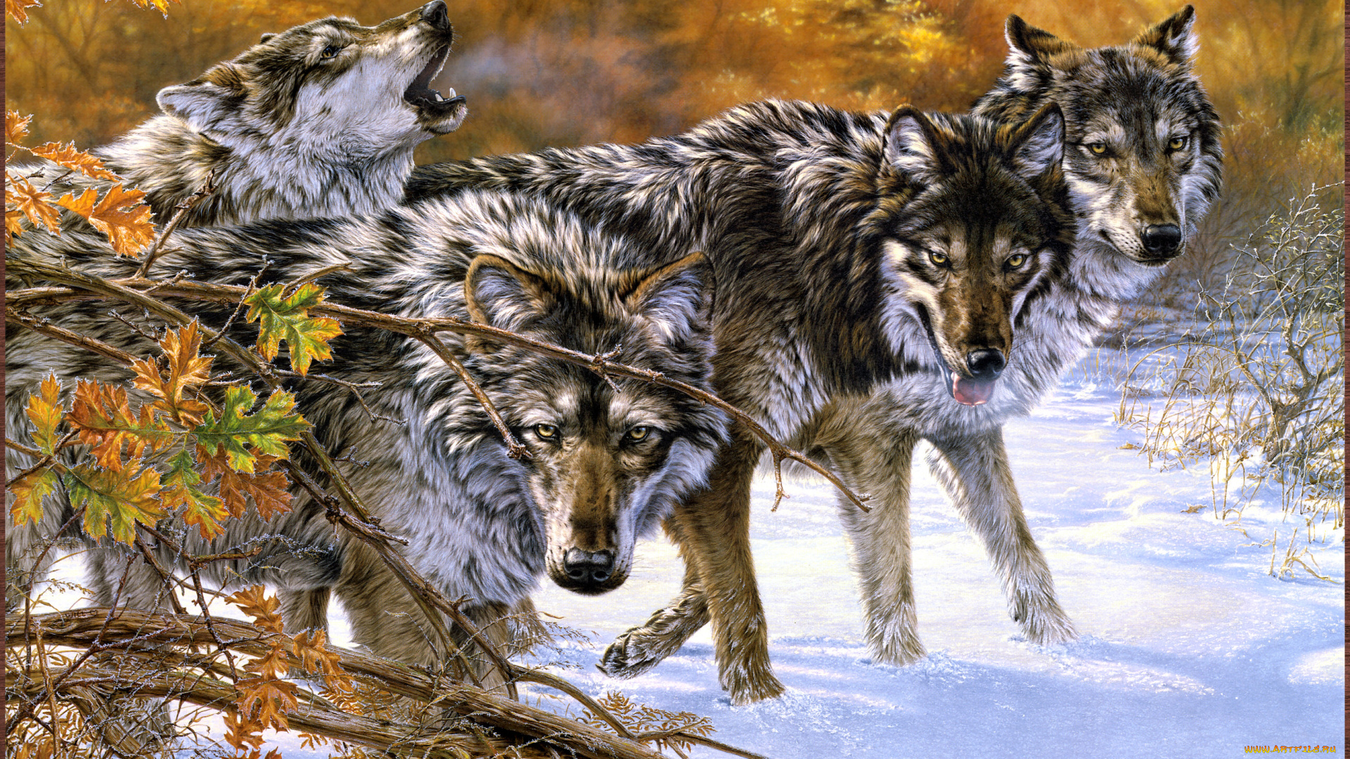 lee, kromschroeder, body, language, рисованные, арт, стая, волк