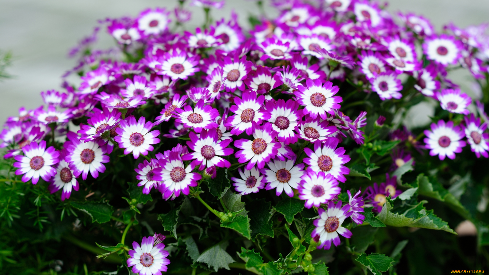 цветы, цинерария, пестрый