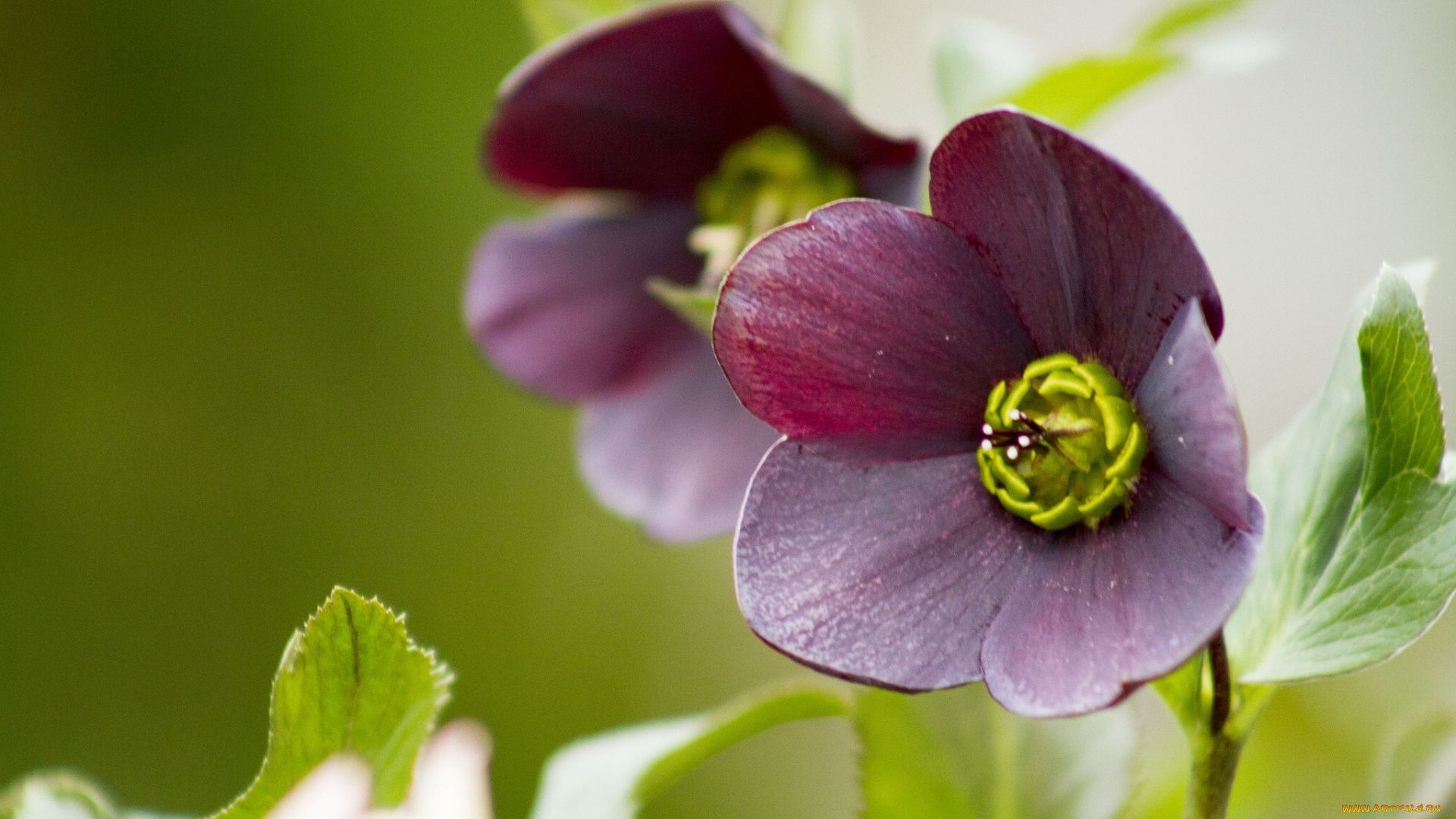 цветы, геллеборус, морозник, макро