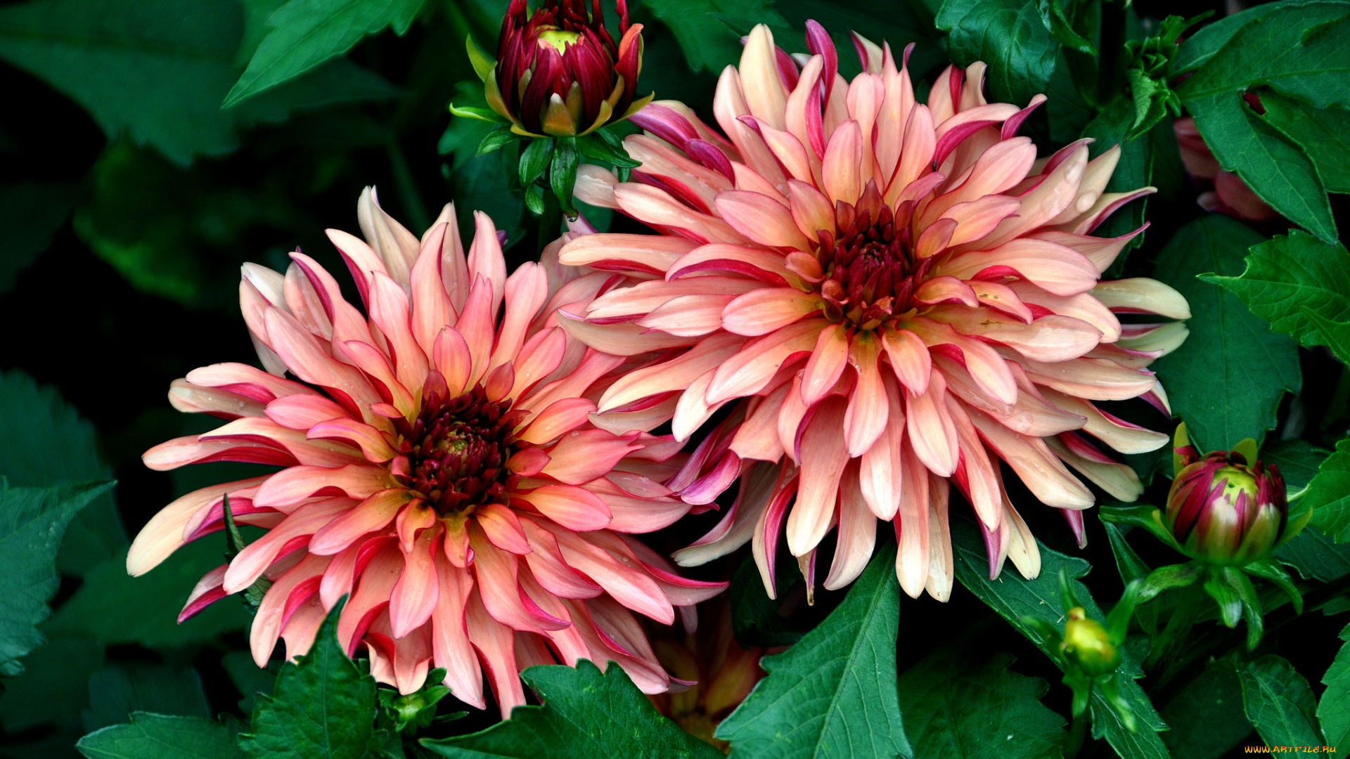 цветы, георгины, лепестки, парочка