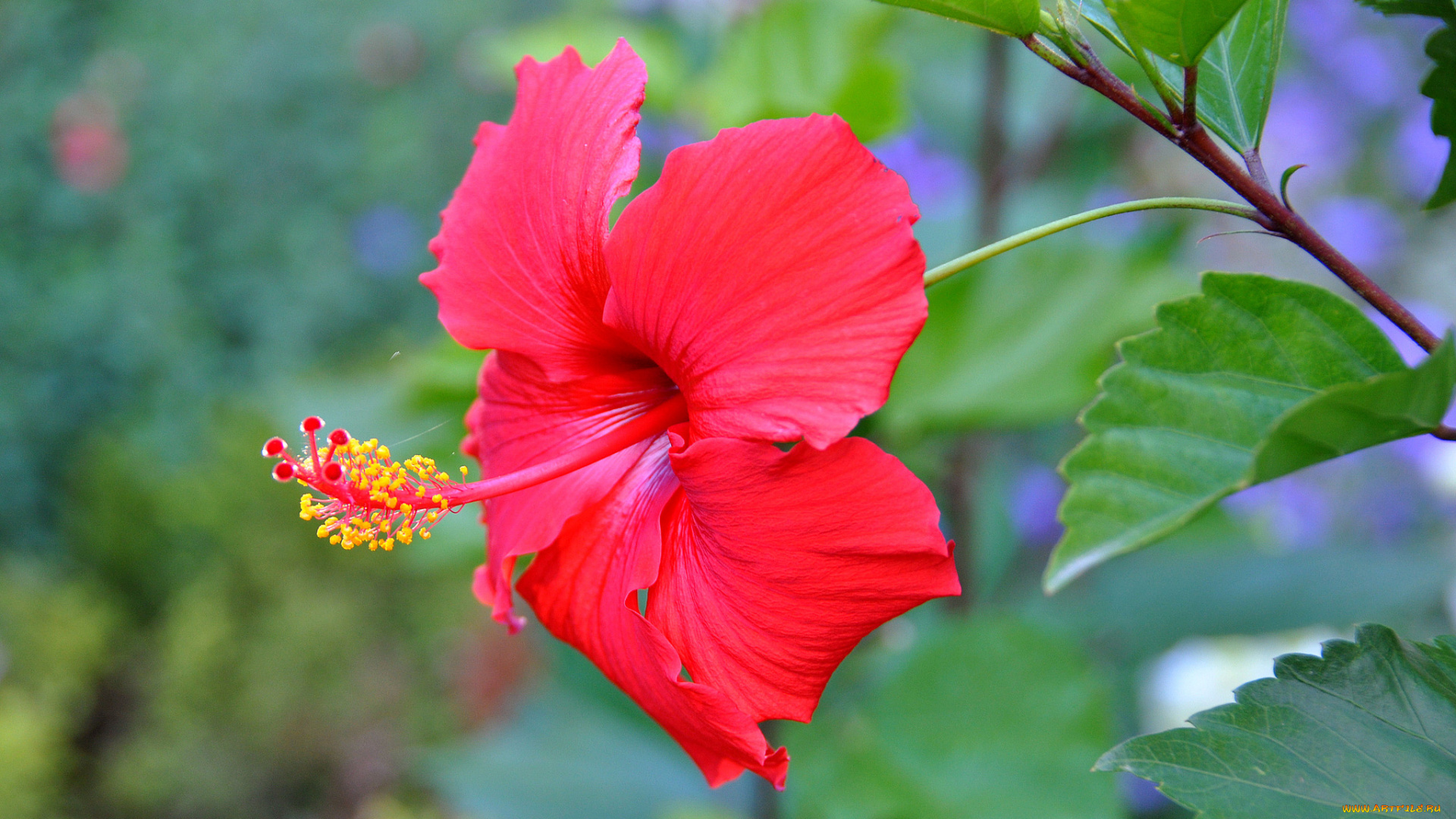 цветы, гибискусы, красный