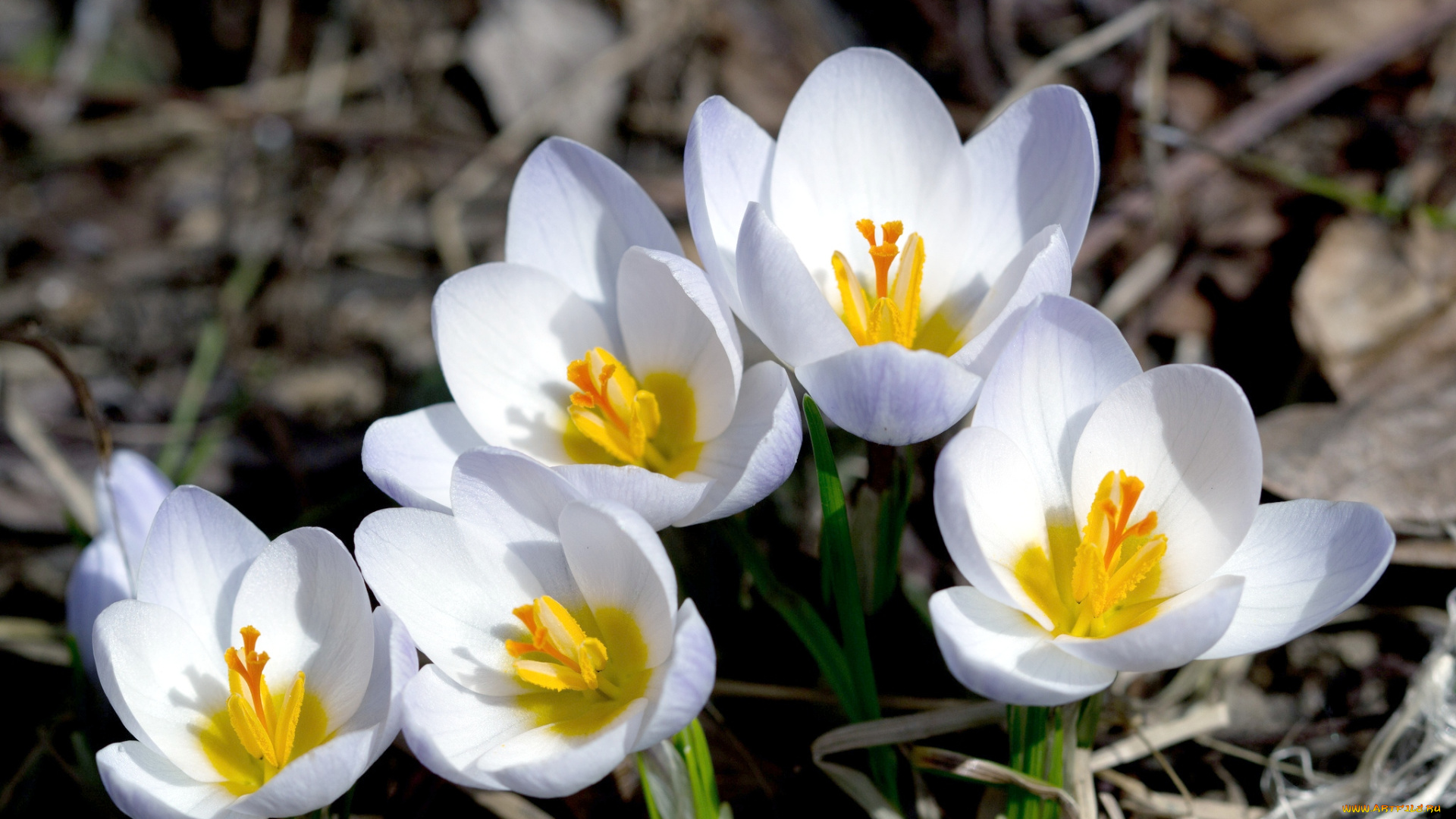 цветы, крокусы, весна, белый