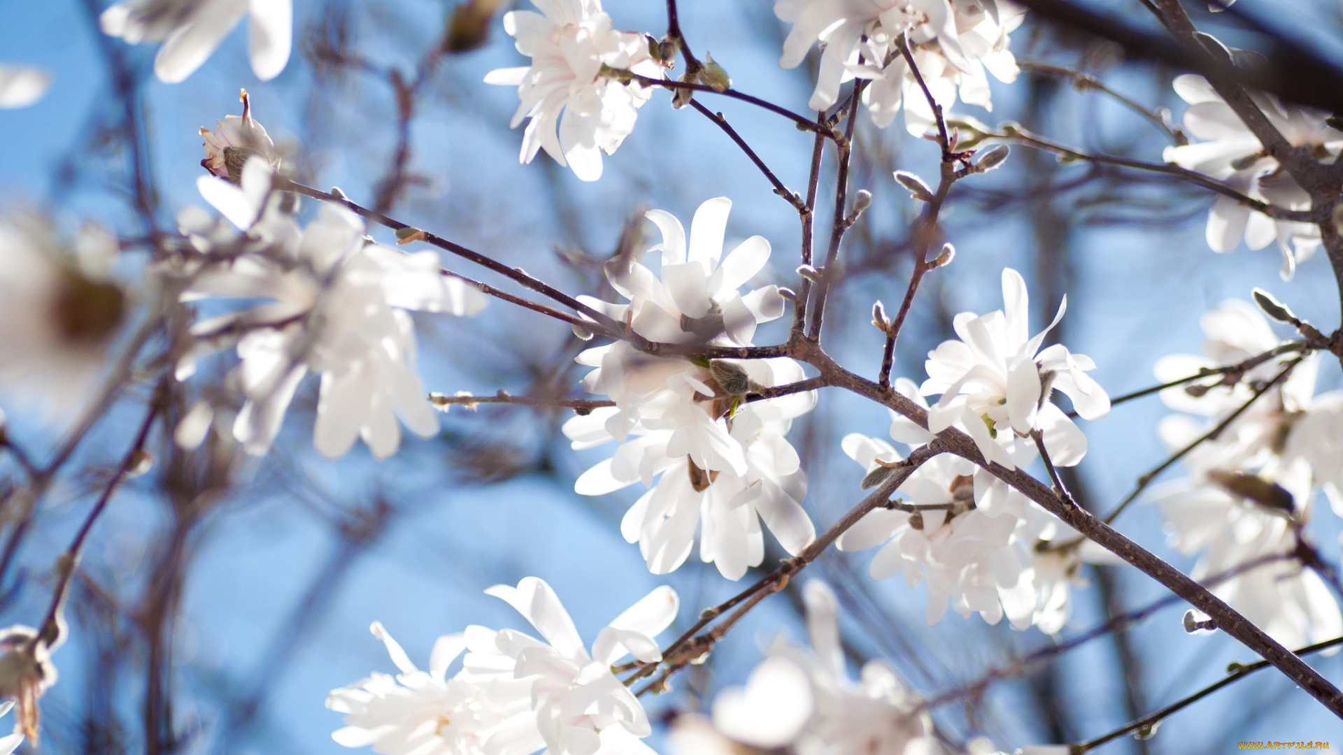 цветы, магнолии, ветки, весна