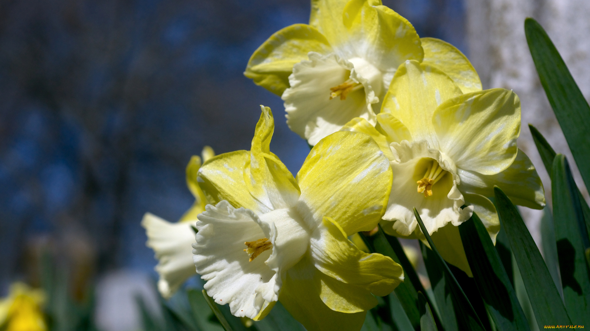 цветы, нарциссы, желтый