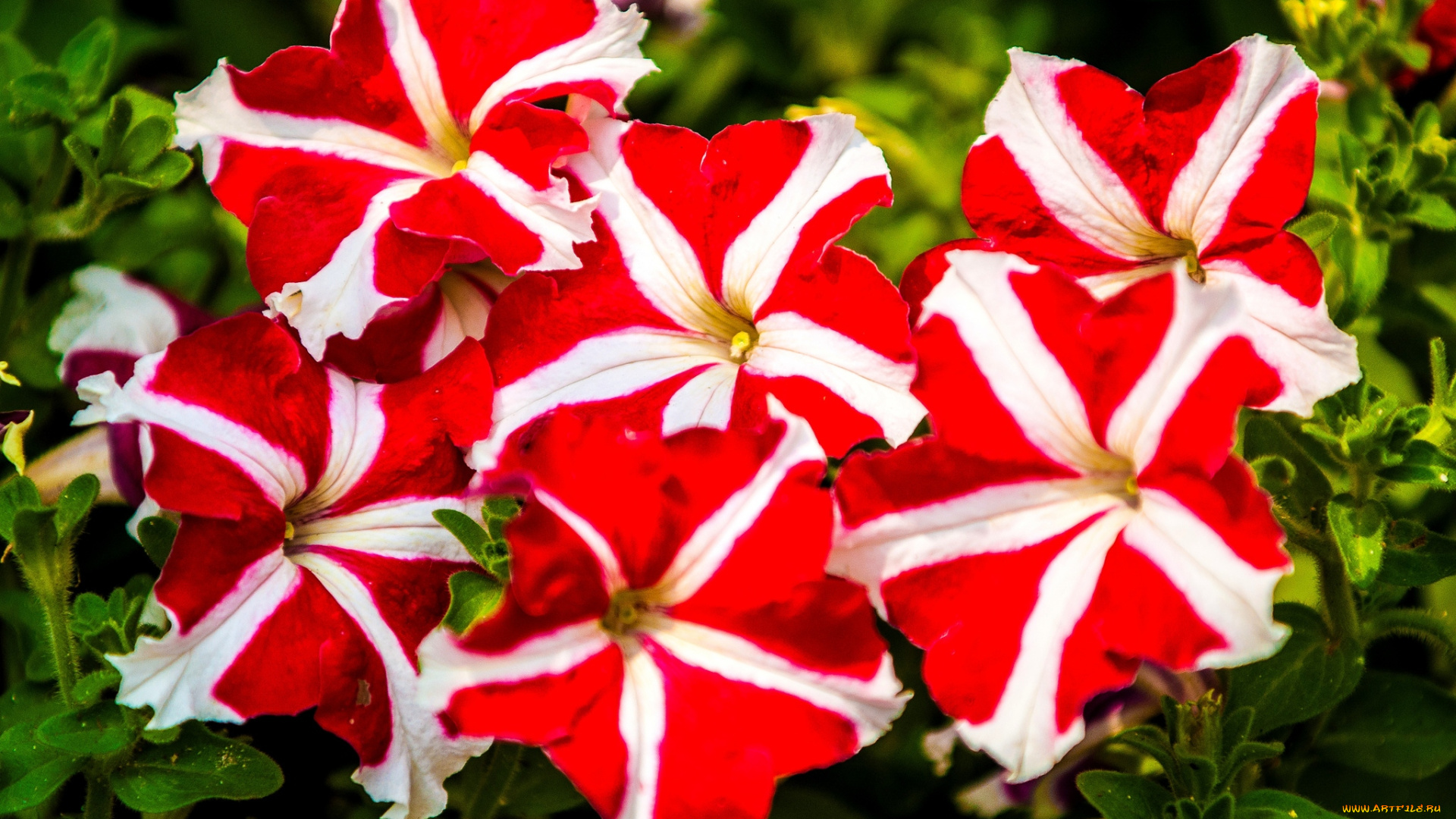 цветы, петунии, калибрахоа, пестрый