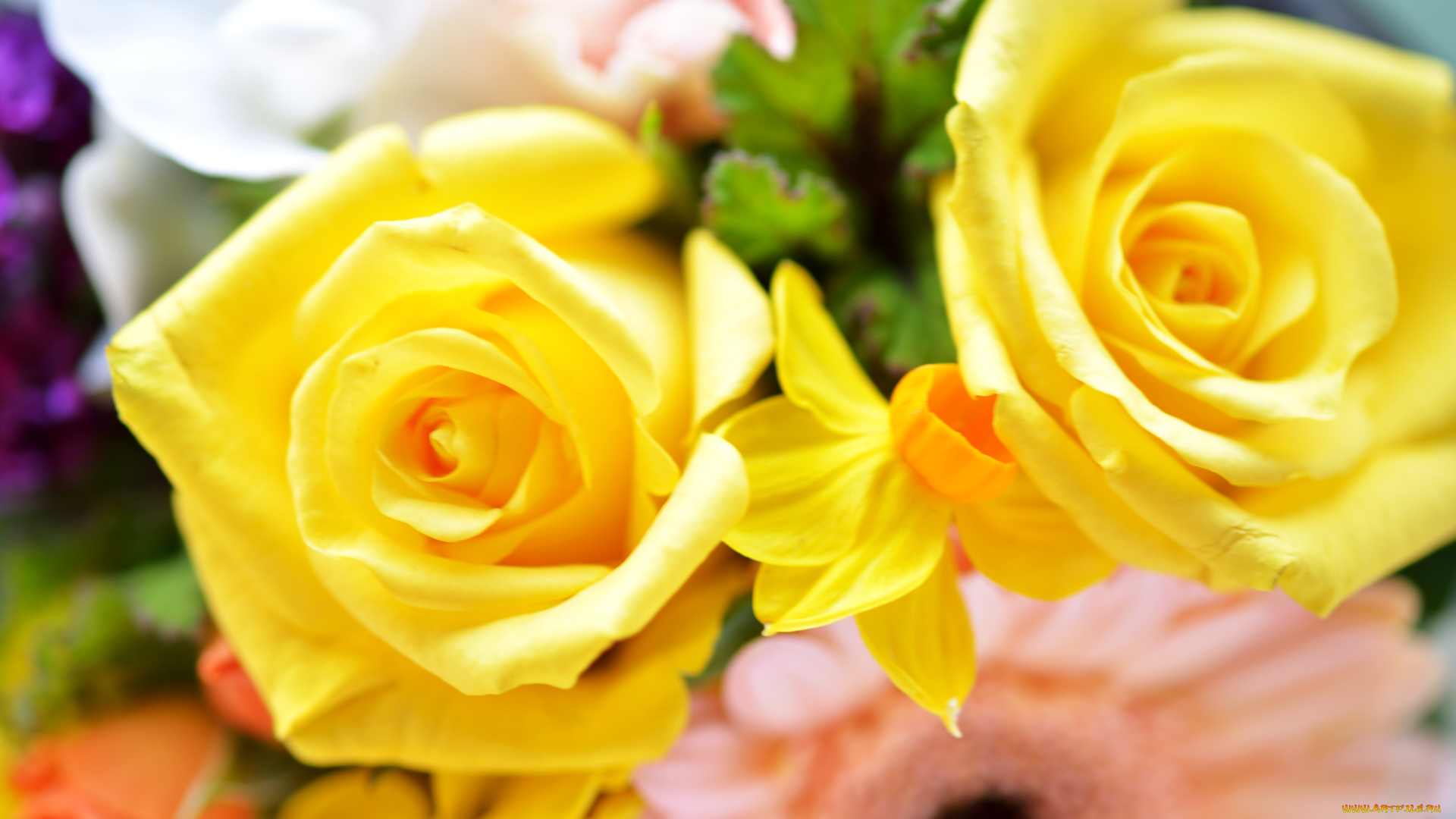 цветы, разные, вместе, розы, герберы