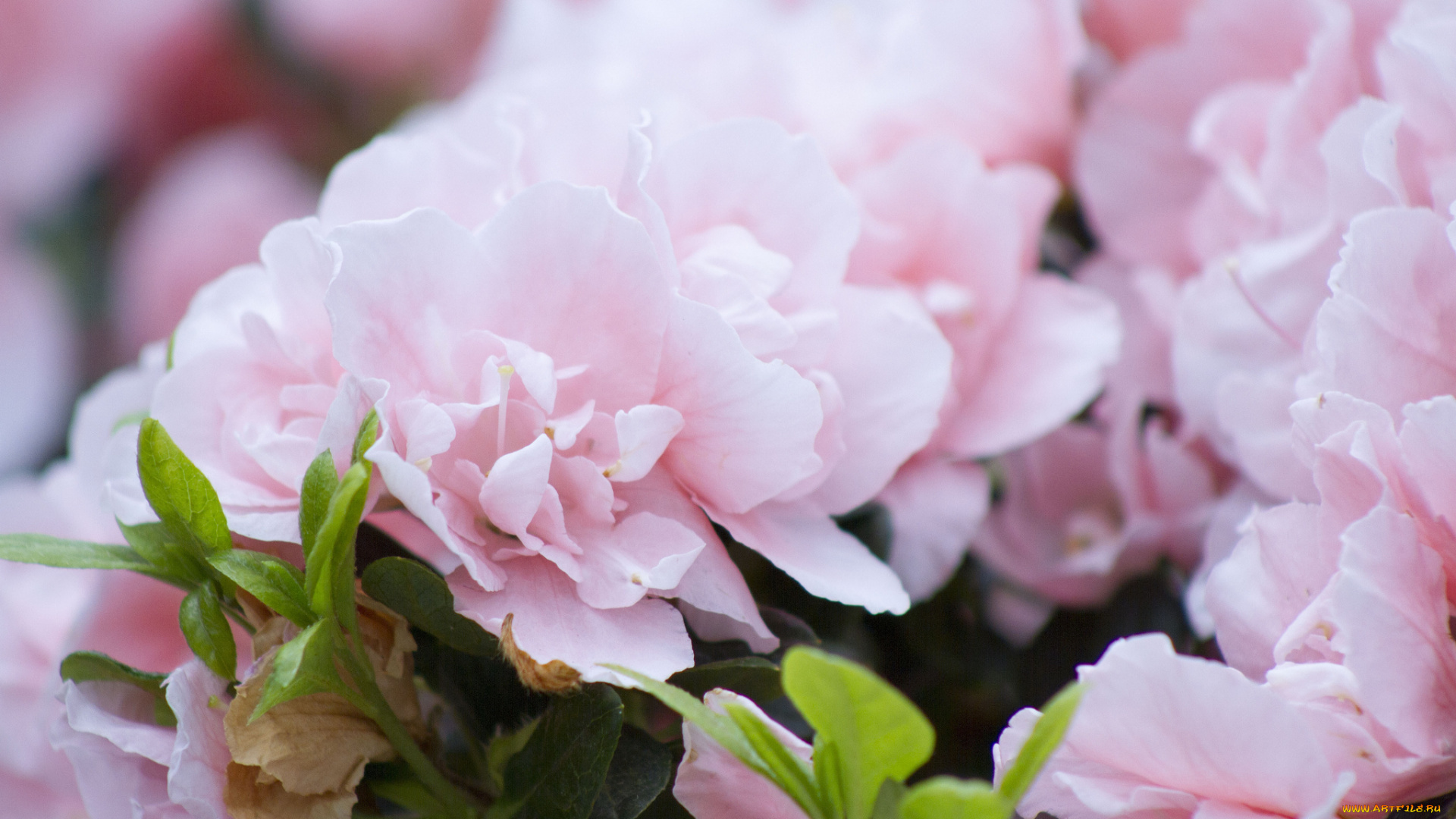 цветы, рододендроны, азалии, макро