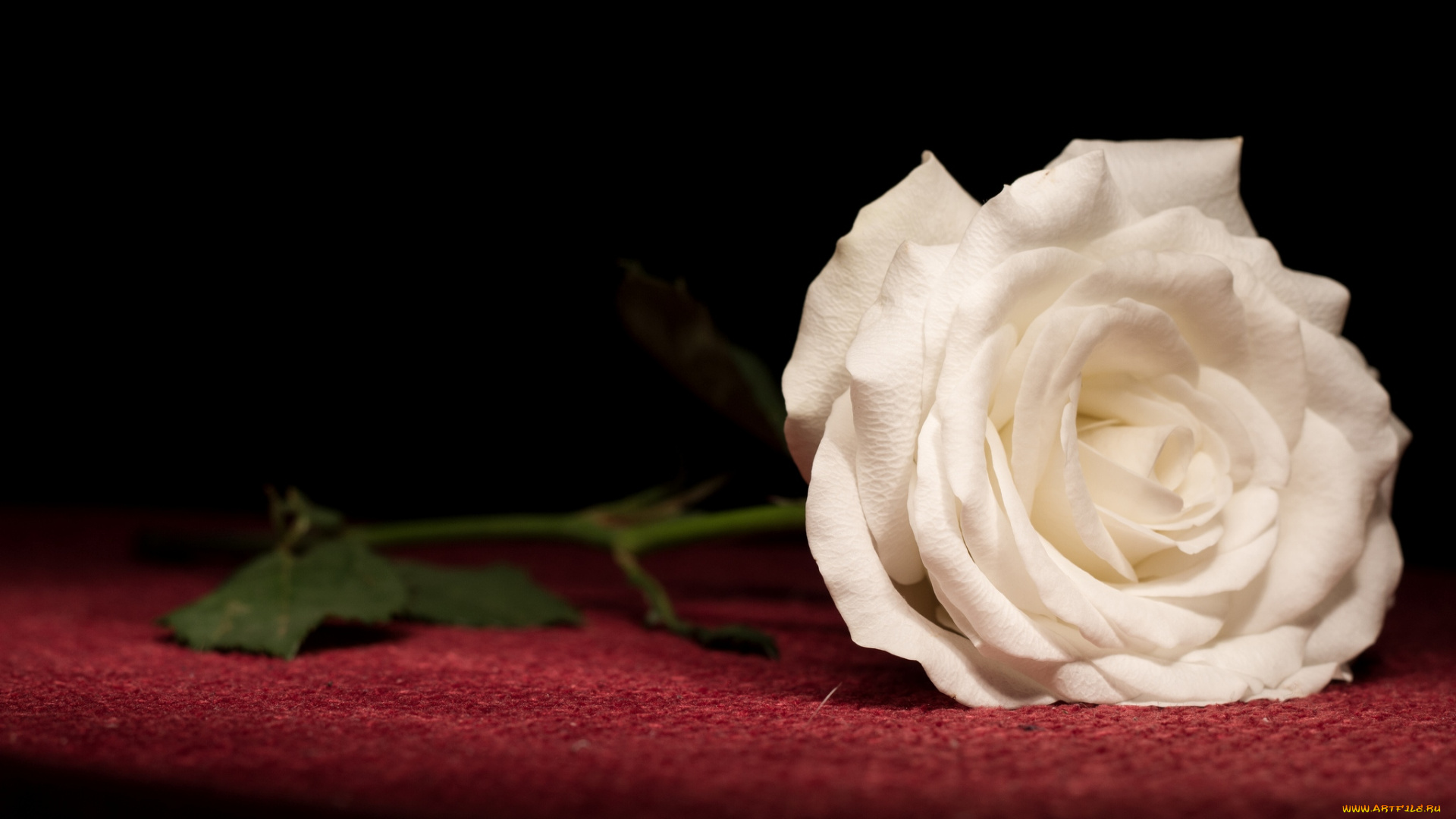 цветы, розы, белый, одна