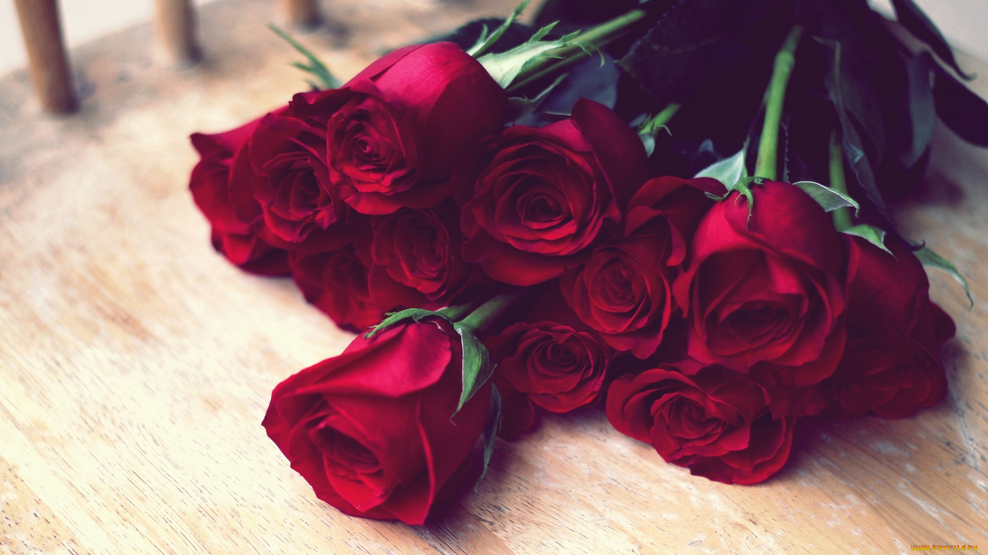 цветы, розы, букет, алый