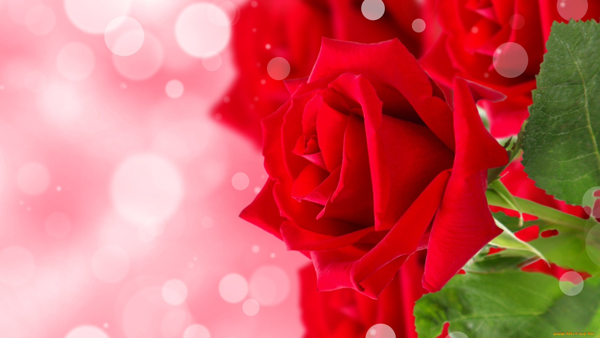 цветы, розы, красный