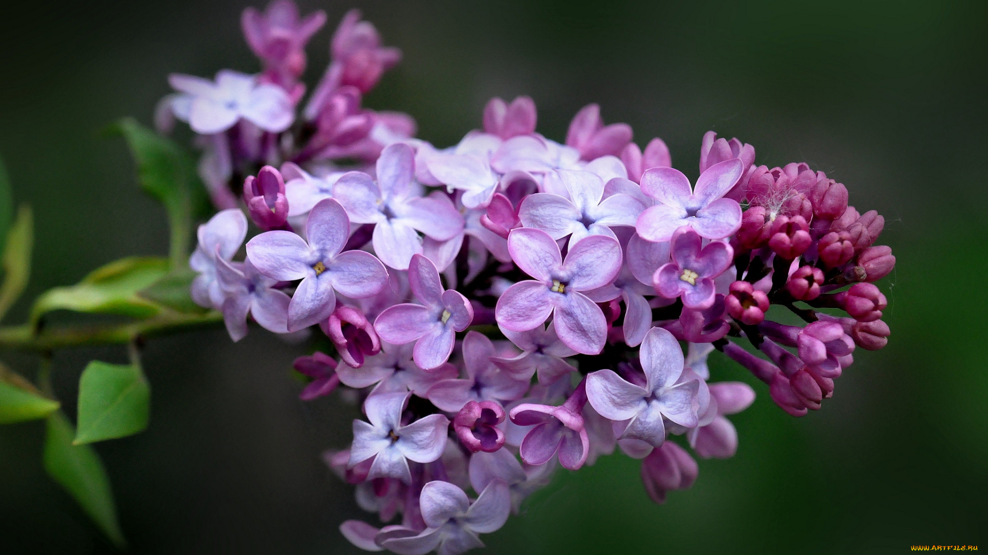 цветы, сирень, макро, сиреневый
