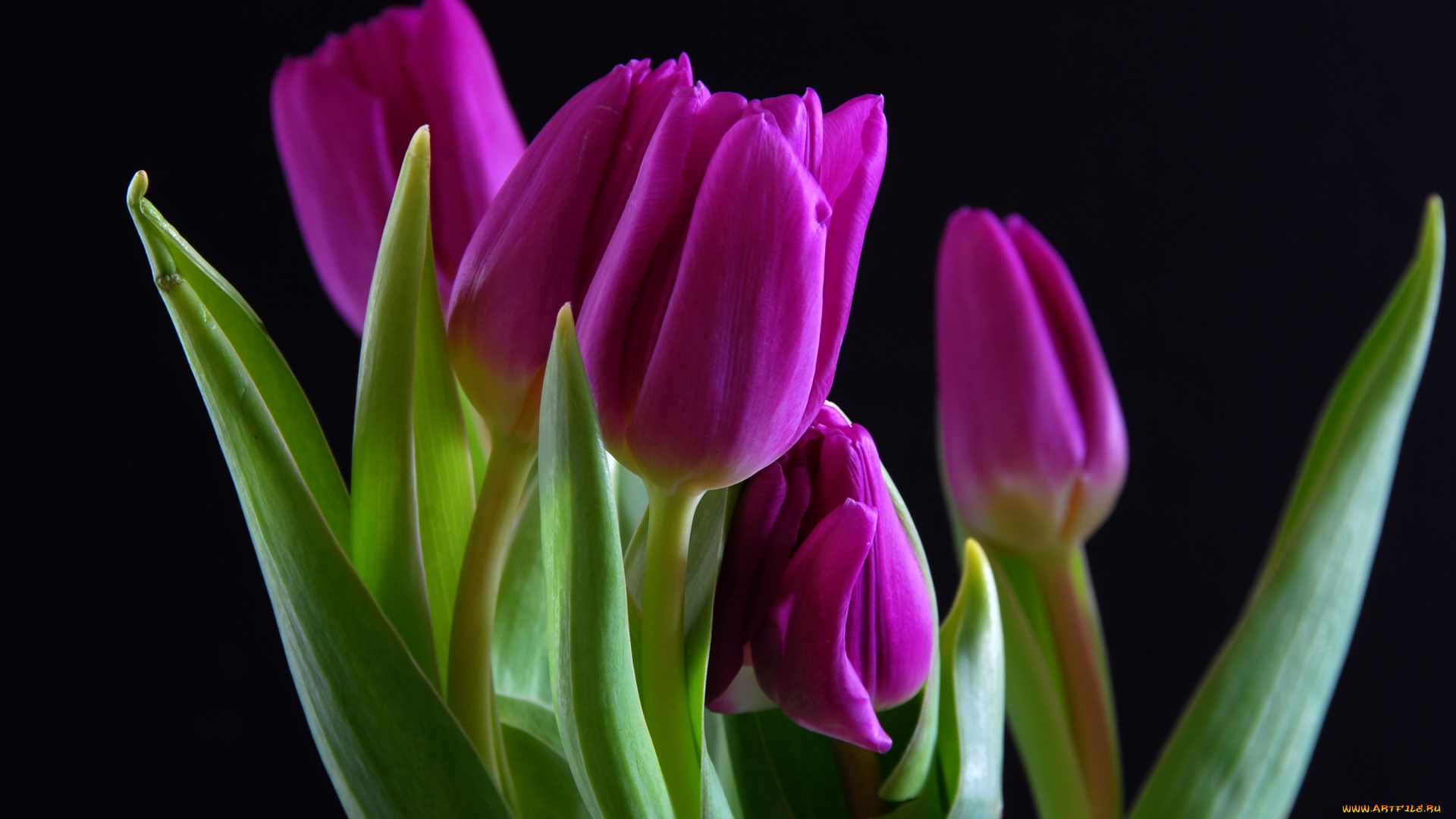 цветы, тюльпаны, лиловый