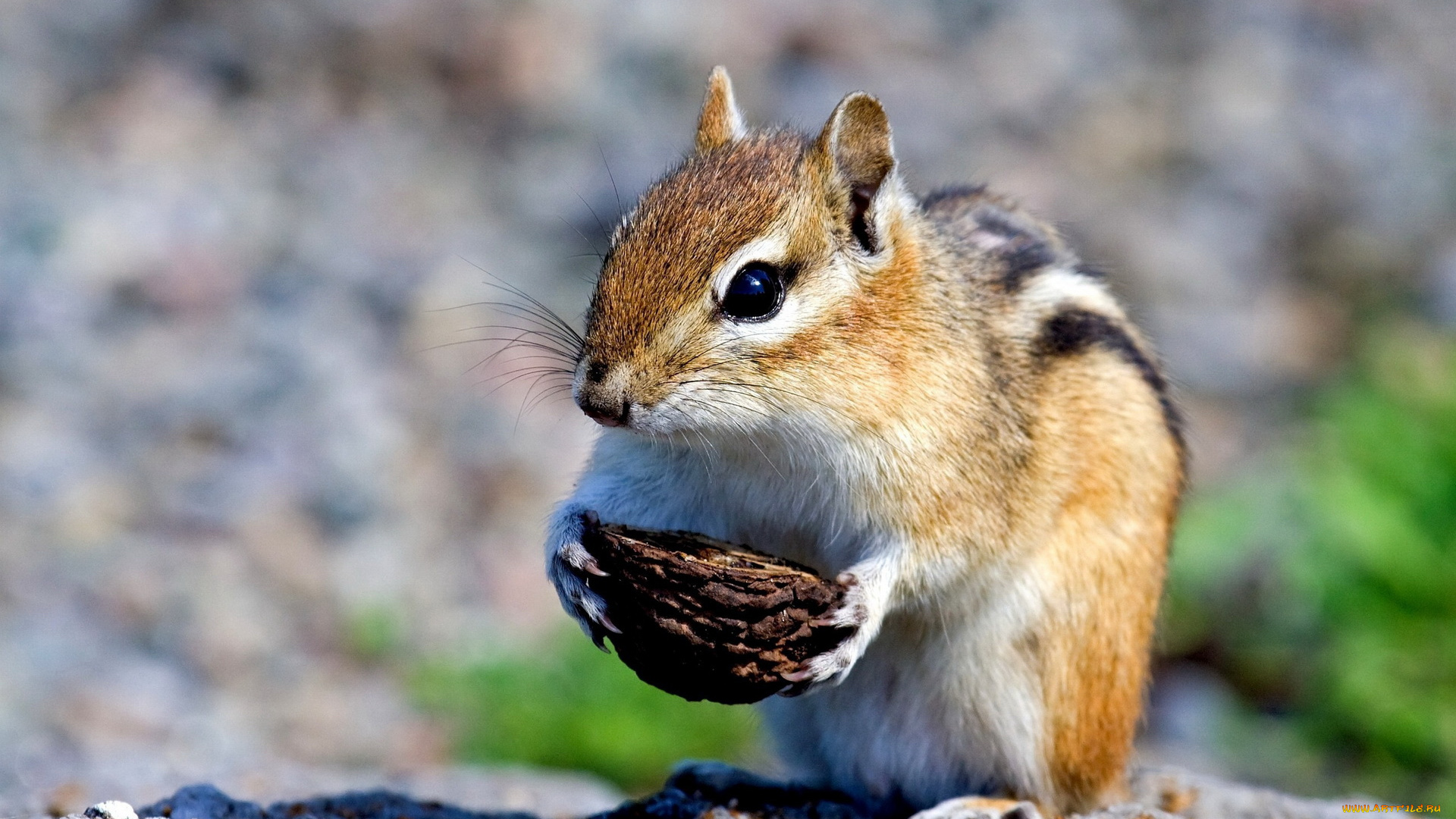 животные, бурундуки, белка