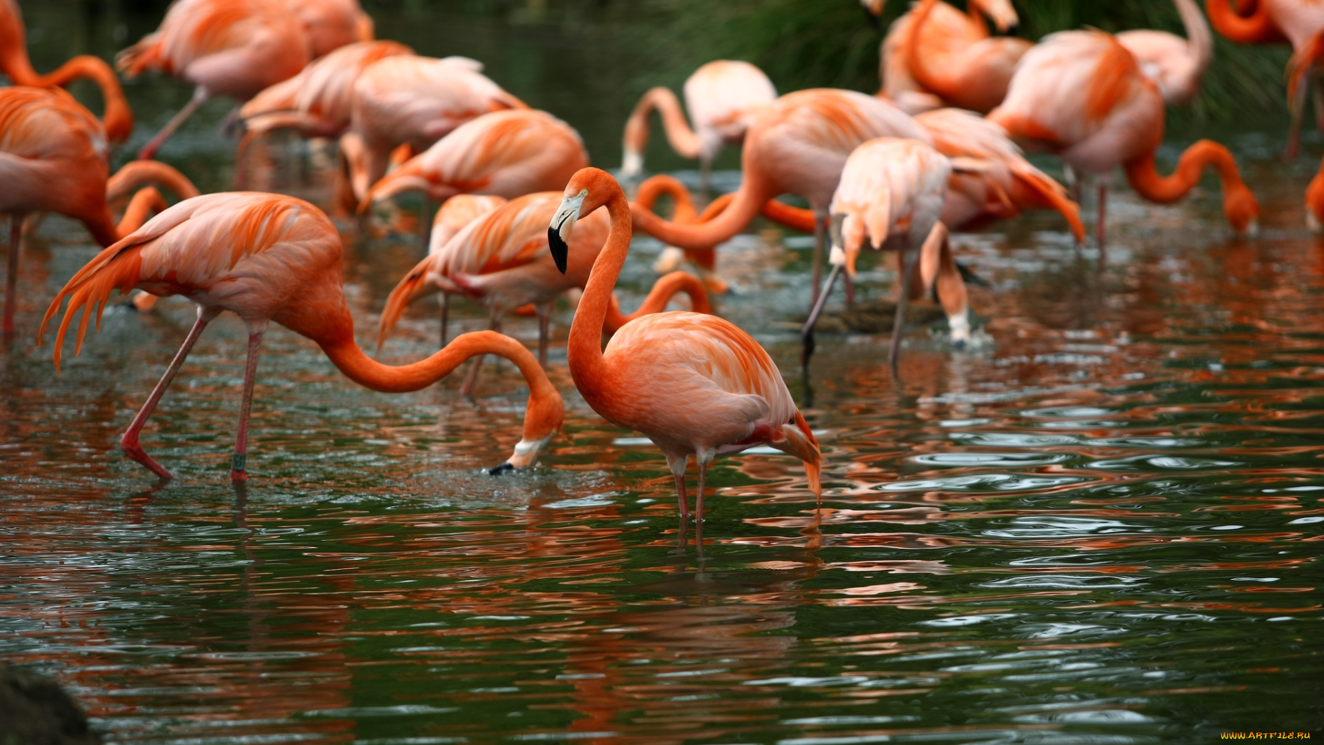 животные, фламинго, вода, розовый, отражение