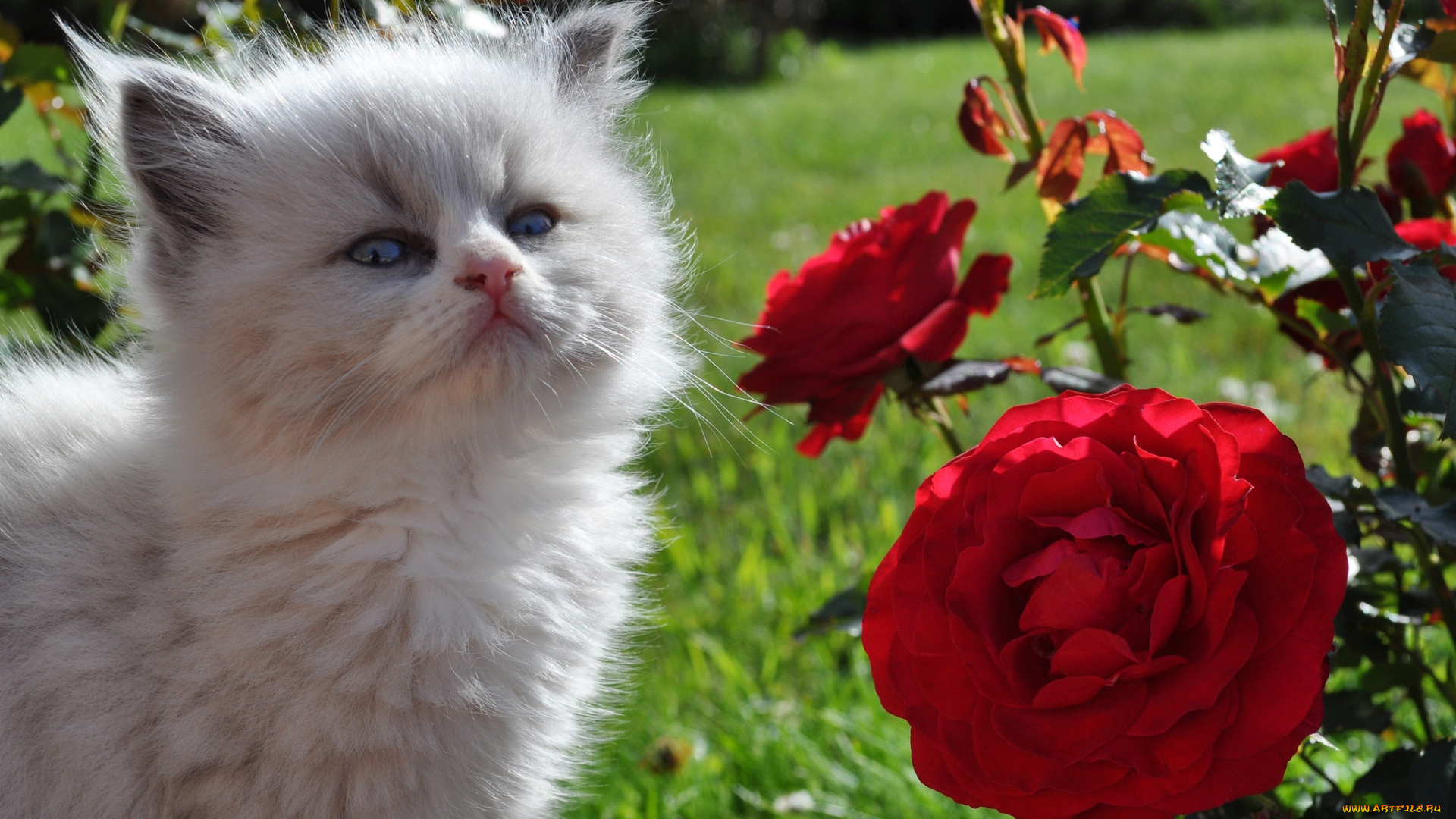 животные, коты, розы, котенок