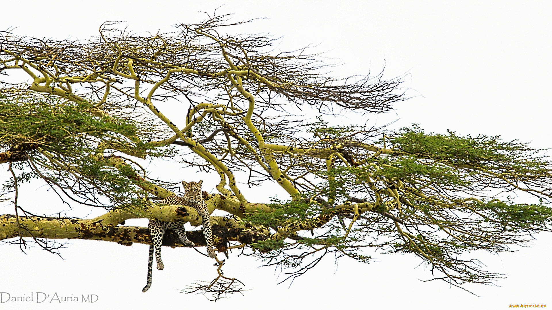 животные, леопарды, дерево, кошка