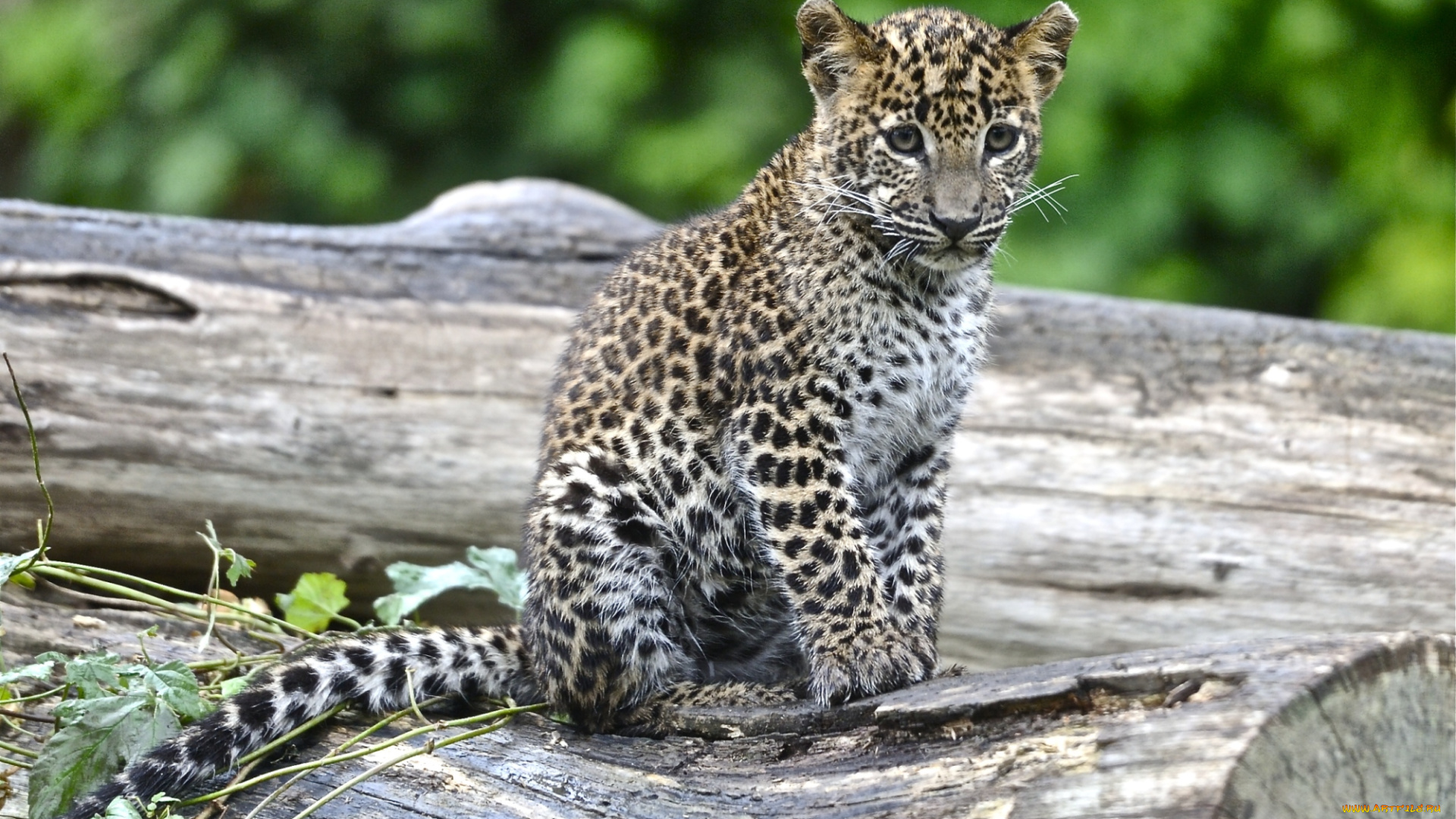 животные, леопарды, малыш, грустный