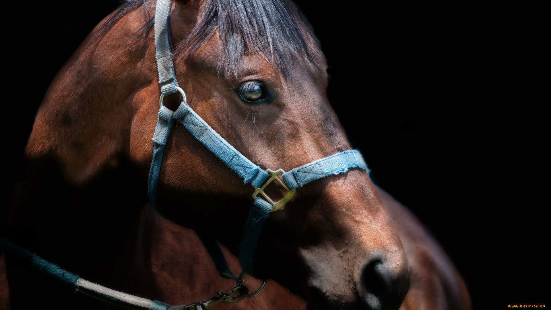 животные, лошади, гнедой, морда, красавец