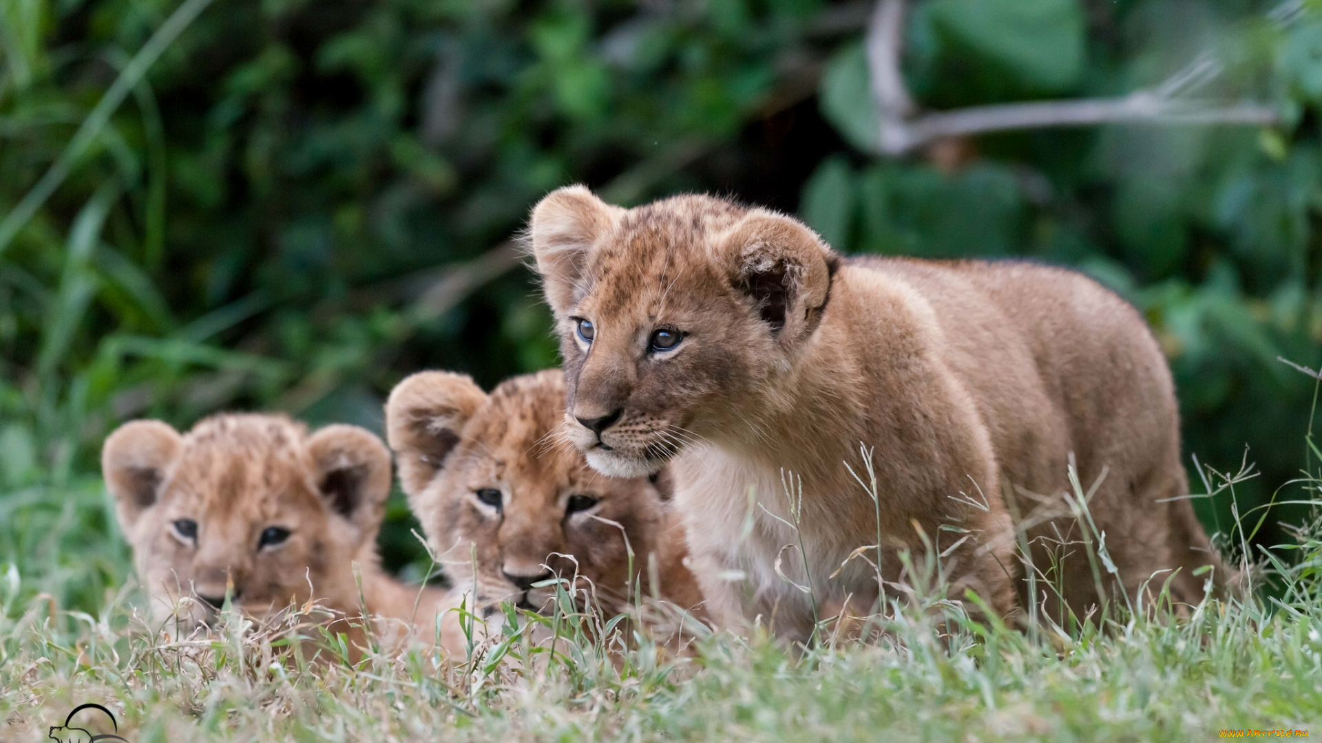 животные, львы, малыши