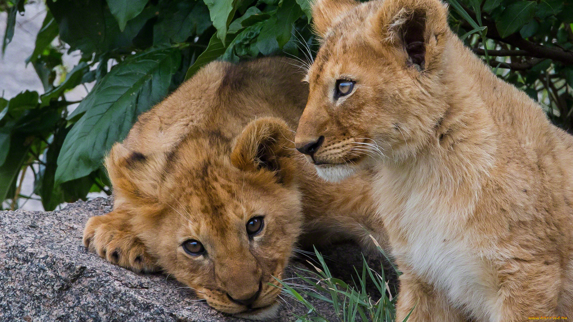животные, львы, малыши, львята