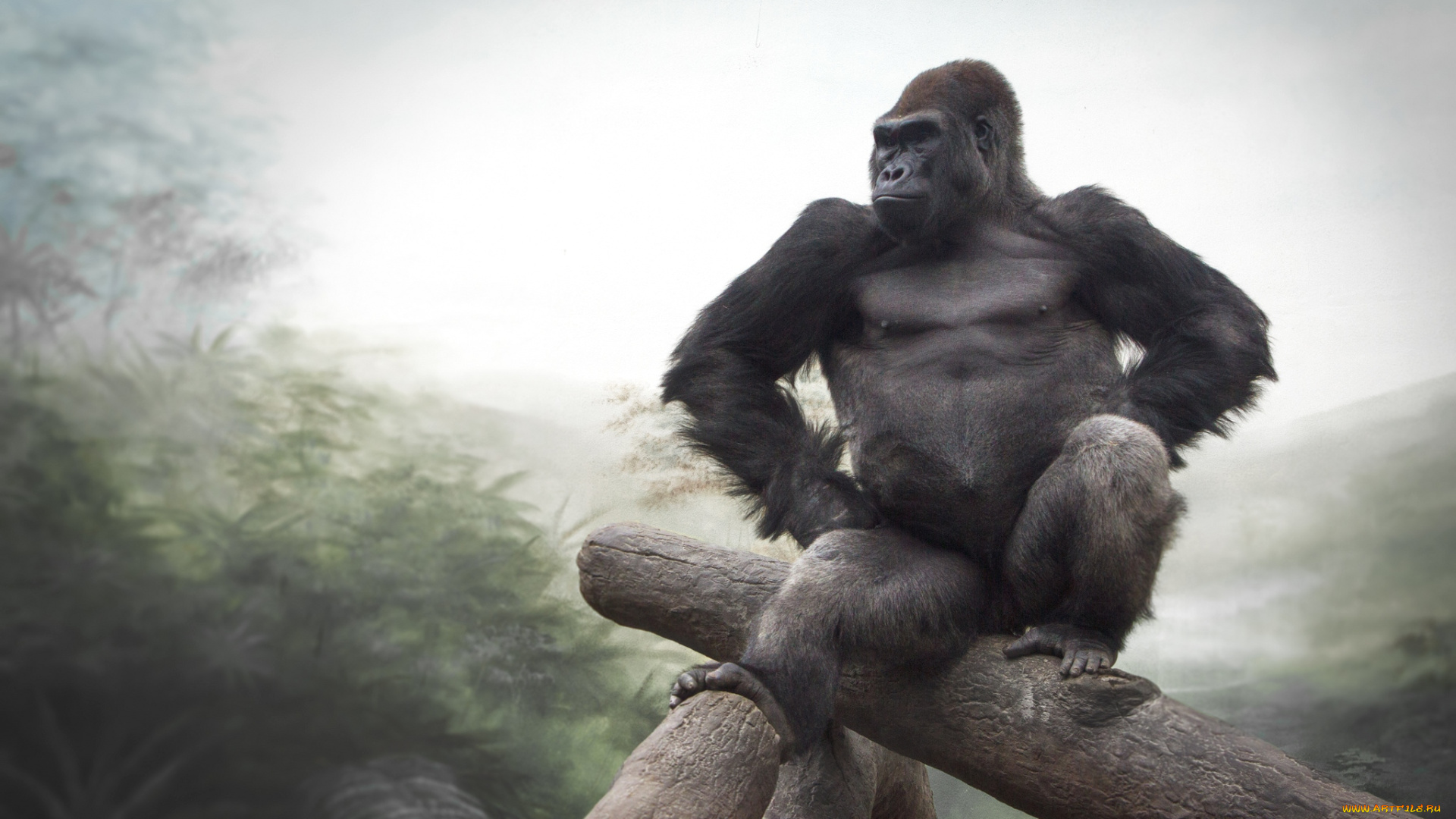 животные, обезьяны, горилла, деловой, хозяин