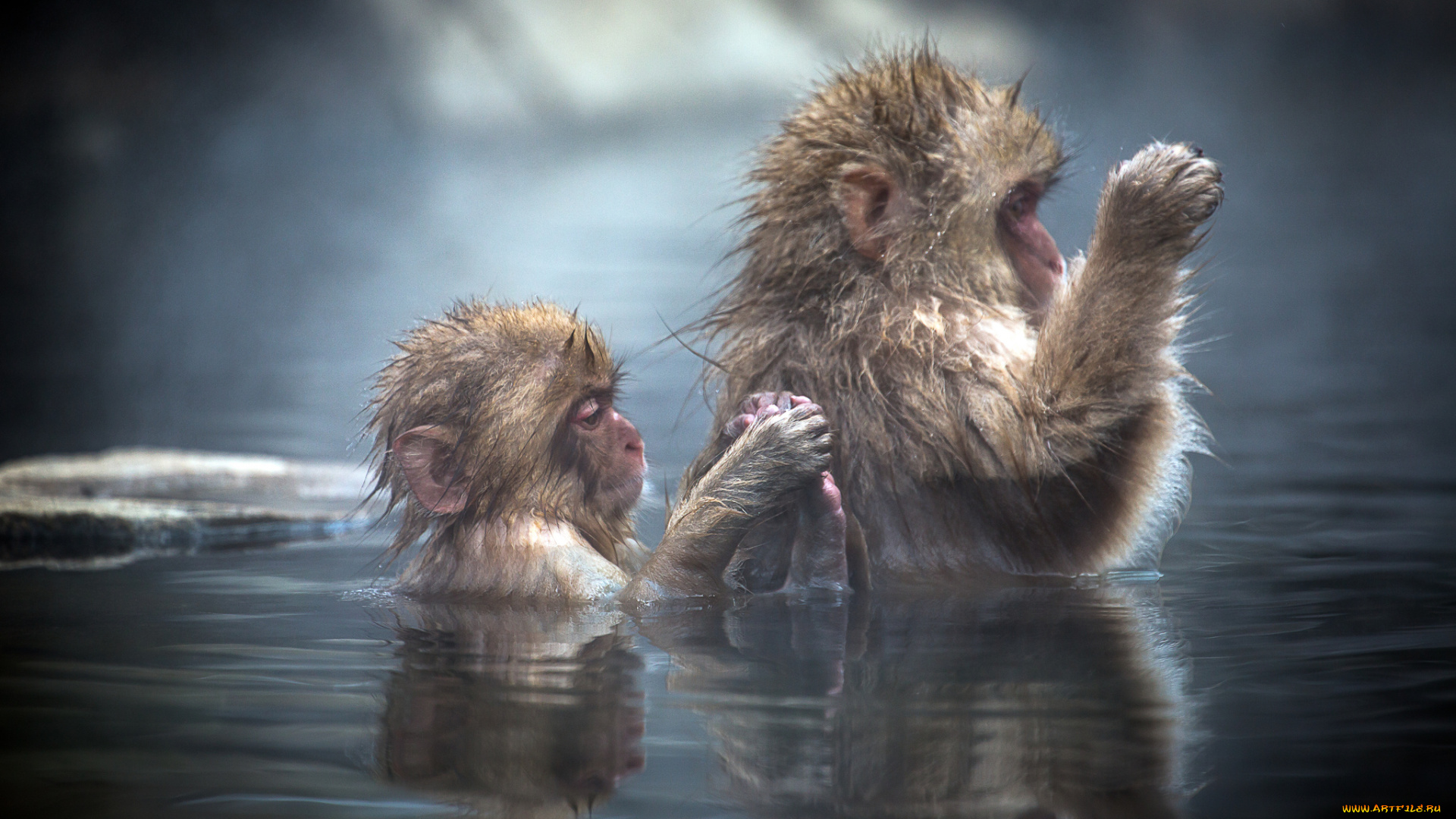 животные, обезьяны, вода, Японские, макаки, детёныш, japanese, macaque, купание