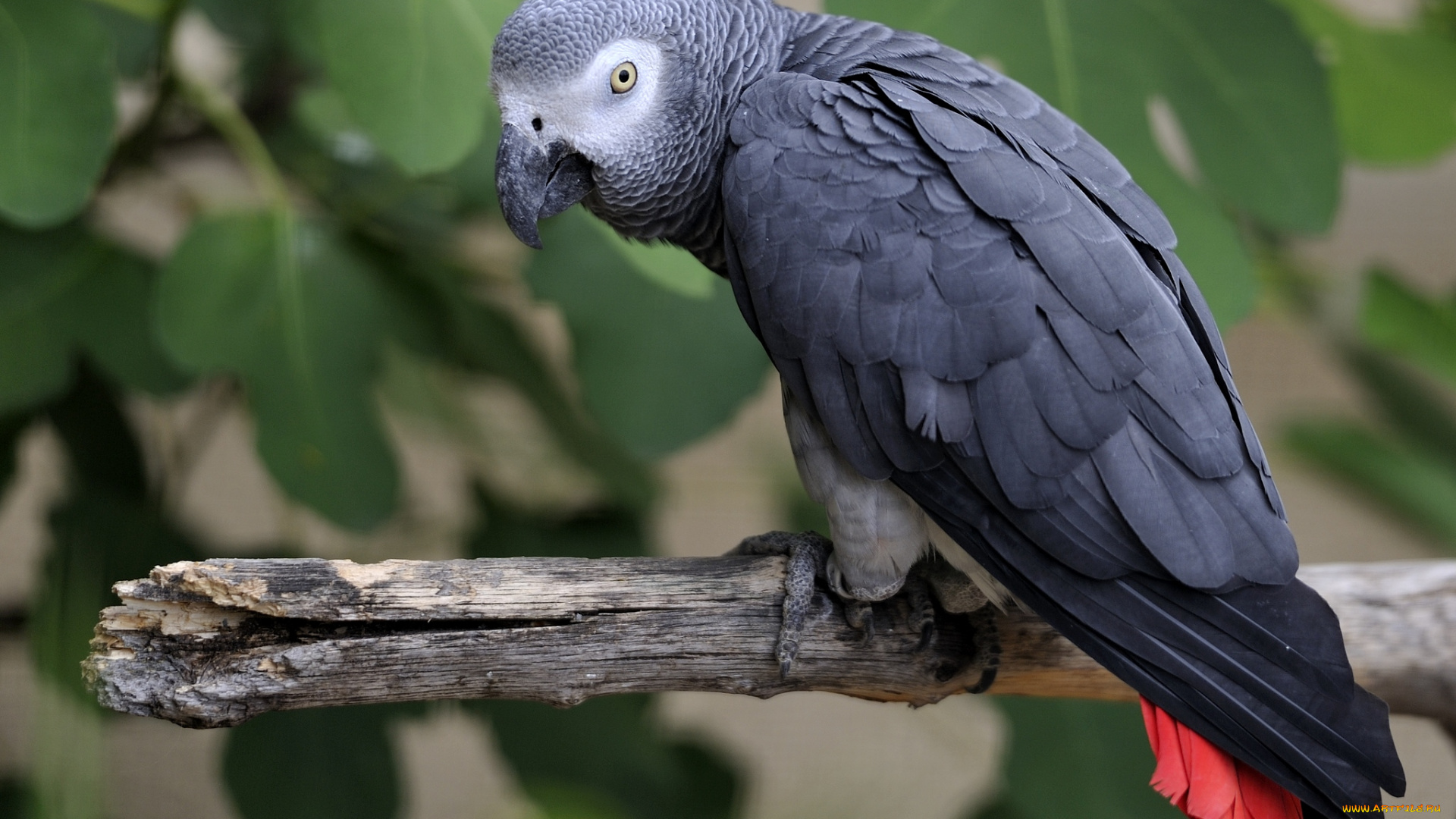 животные, попугаи, клюв, перья, серый