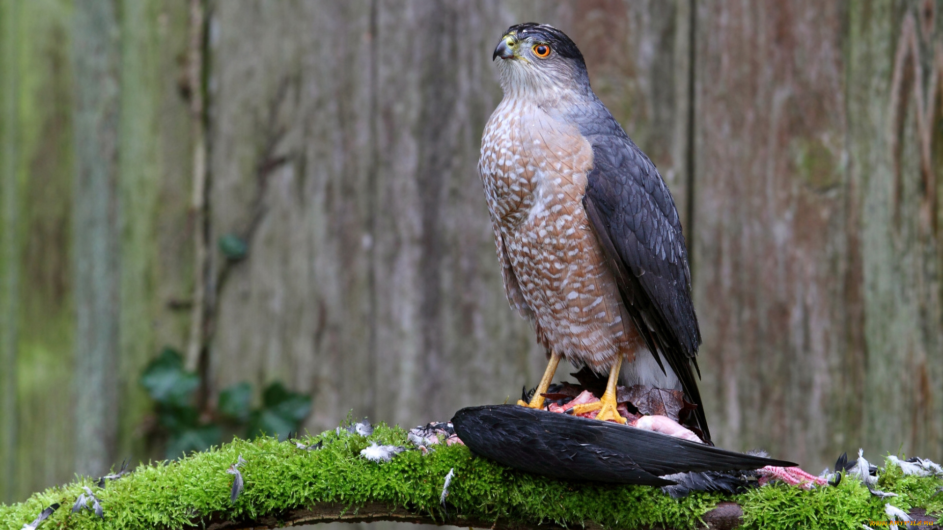 животные, птицы, хищники, мох, добыча, сук, Ястреб, купера, ветка