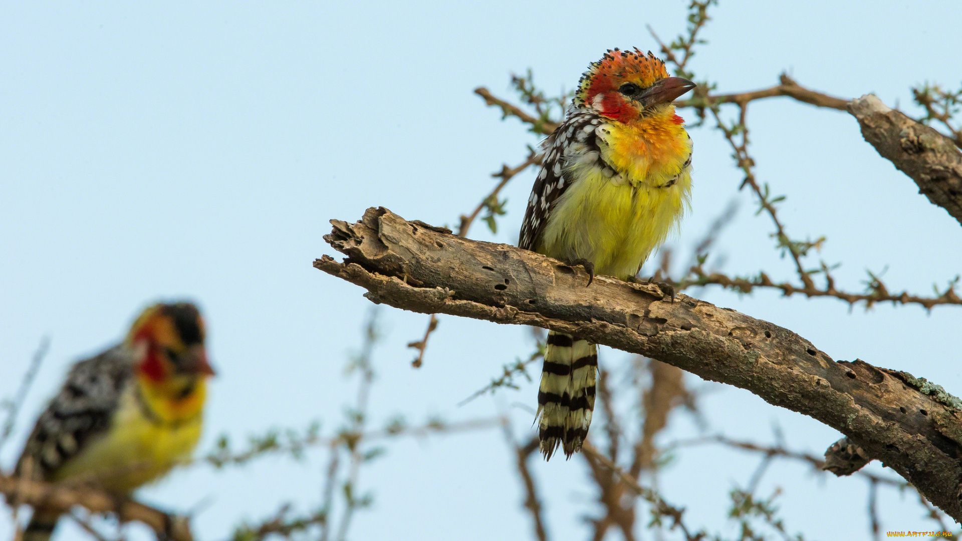 животные, птицы, яркий, перья