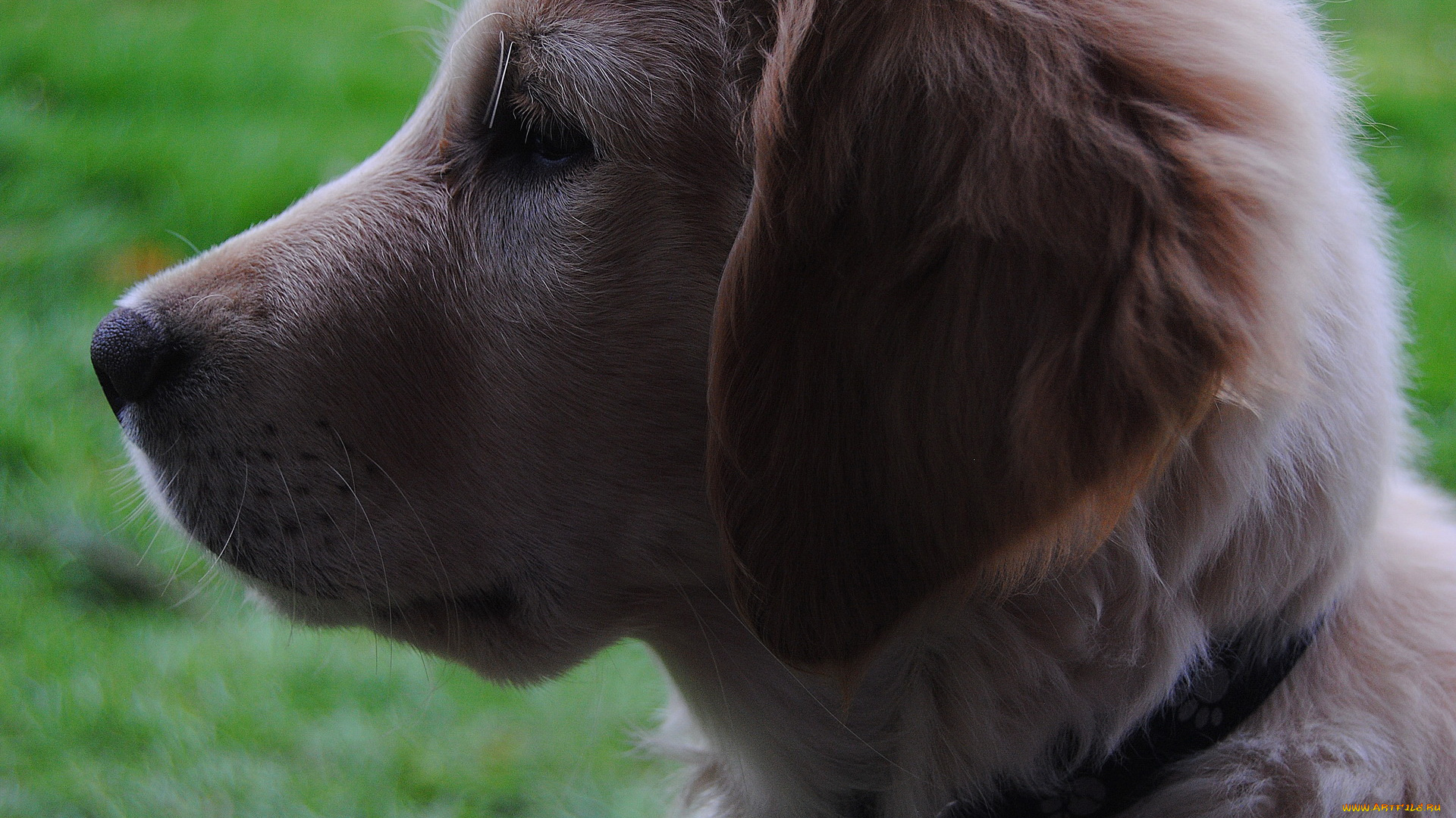 животные, собаки, собака