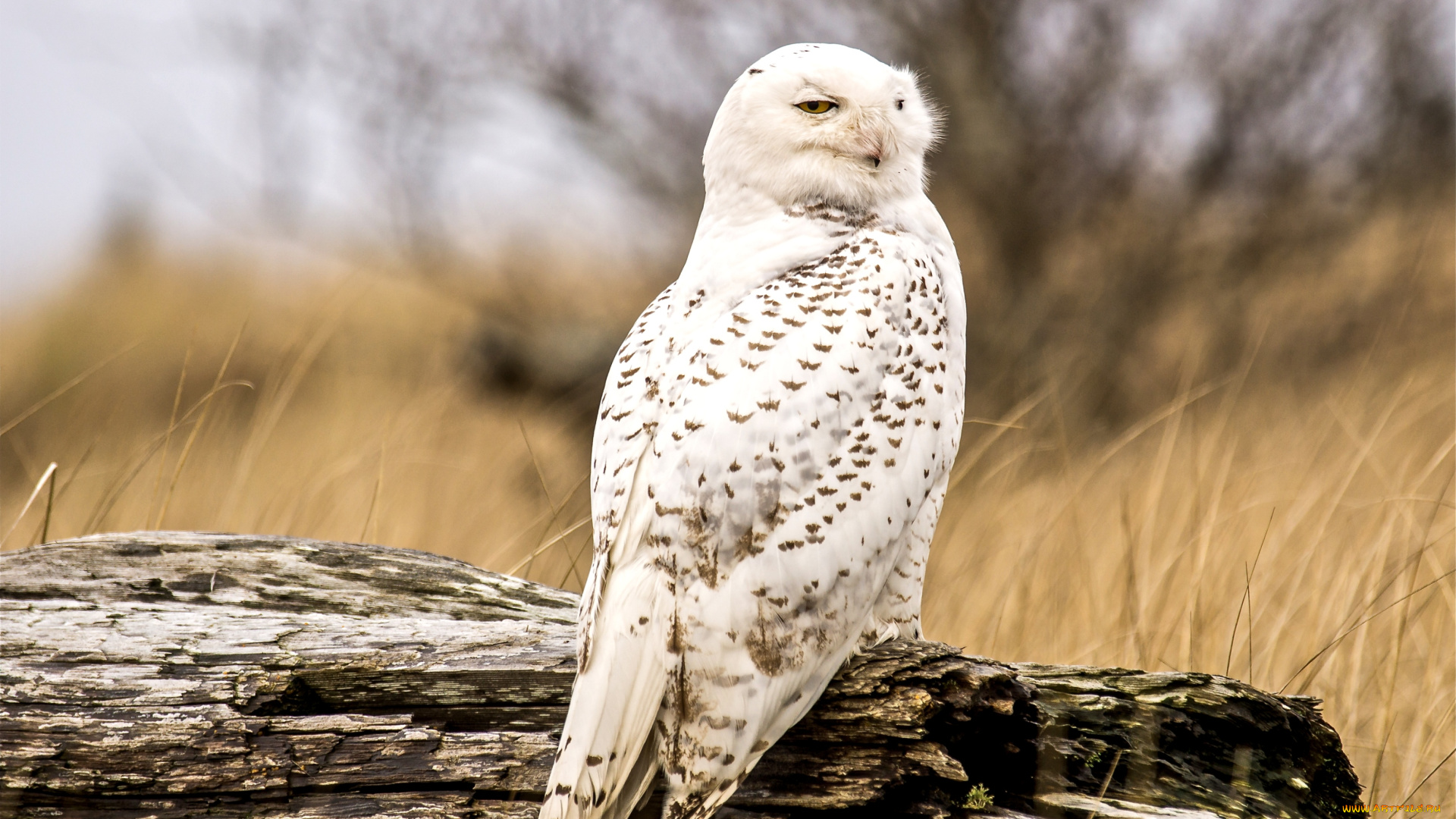 животные, совы, полярная, сова, перья