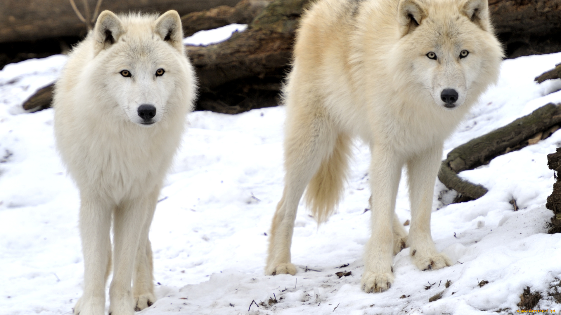 животные, волки, пара, снег, хищники