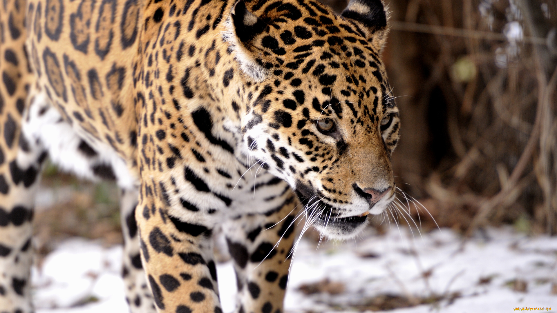 животные, Ягуары, хищник