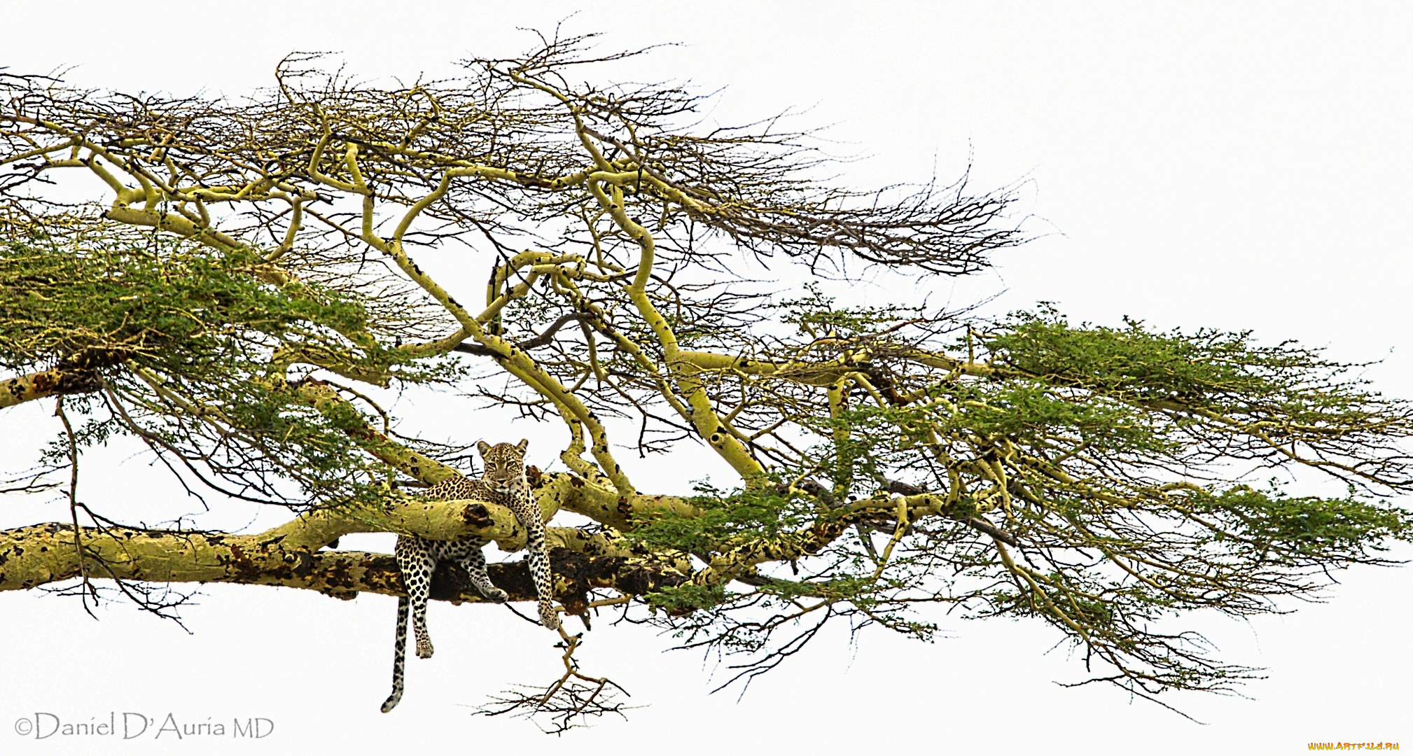 животные, леопарды, дерево, кошка