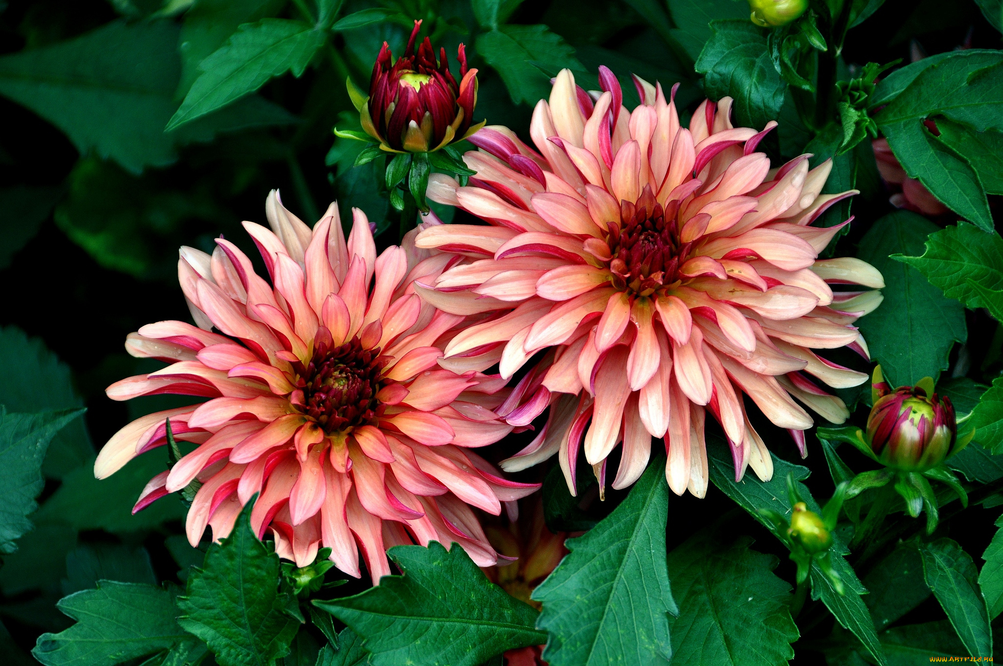 цветы, георгины, лепестки, парочка