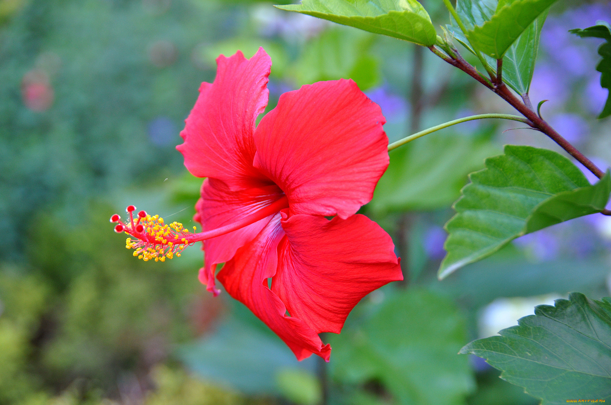 цветы, гибискусы, красный