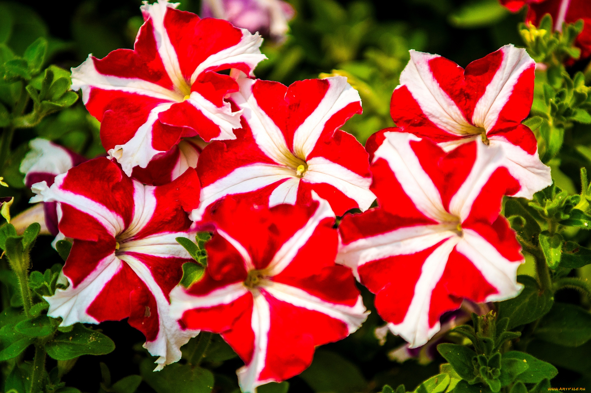 цветы, петунии, калибрахоа, пестрый