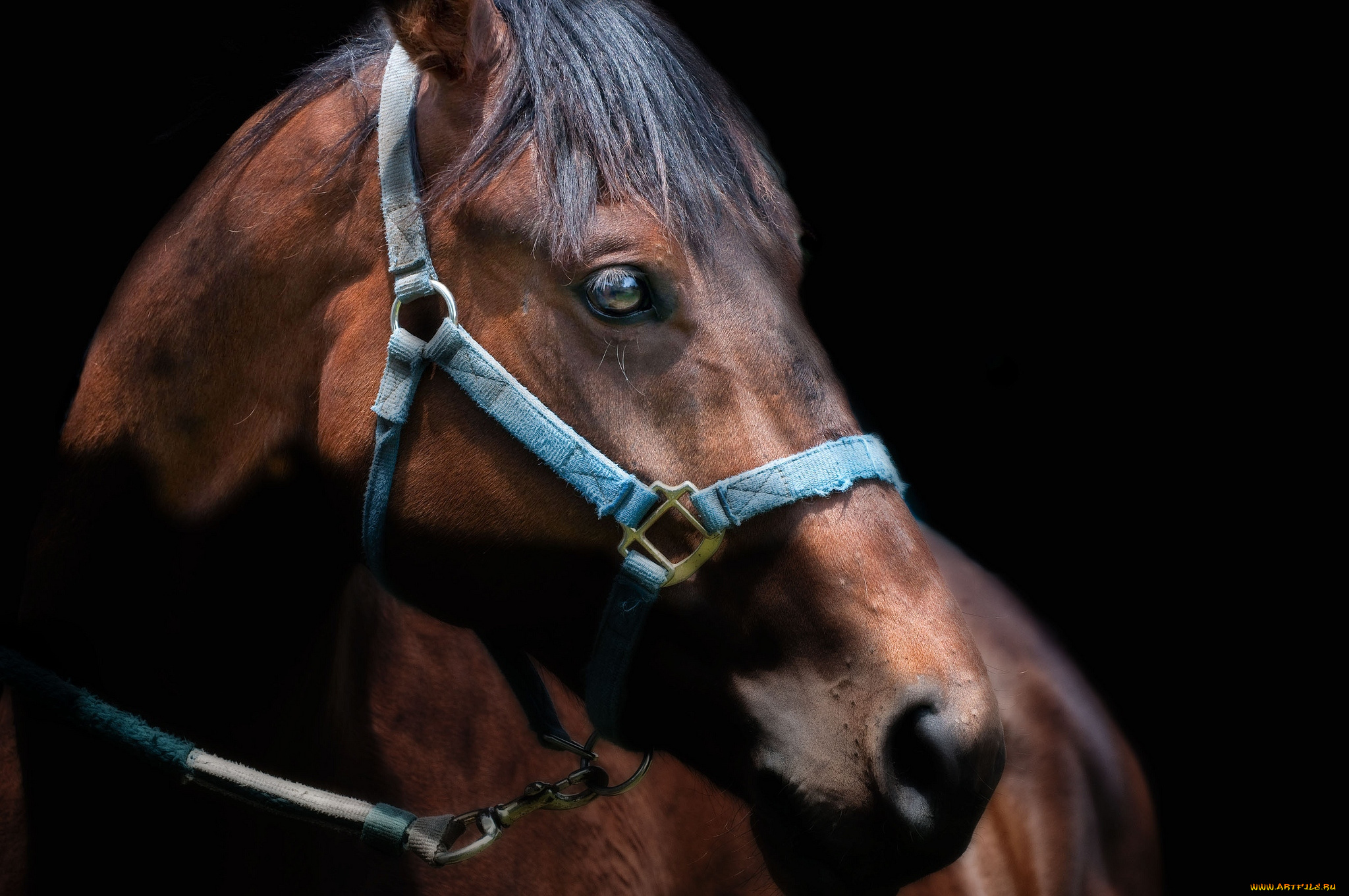 животные, лошади, гнедой, морда, красавец